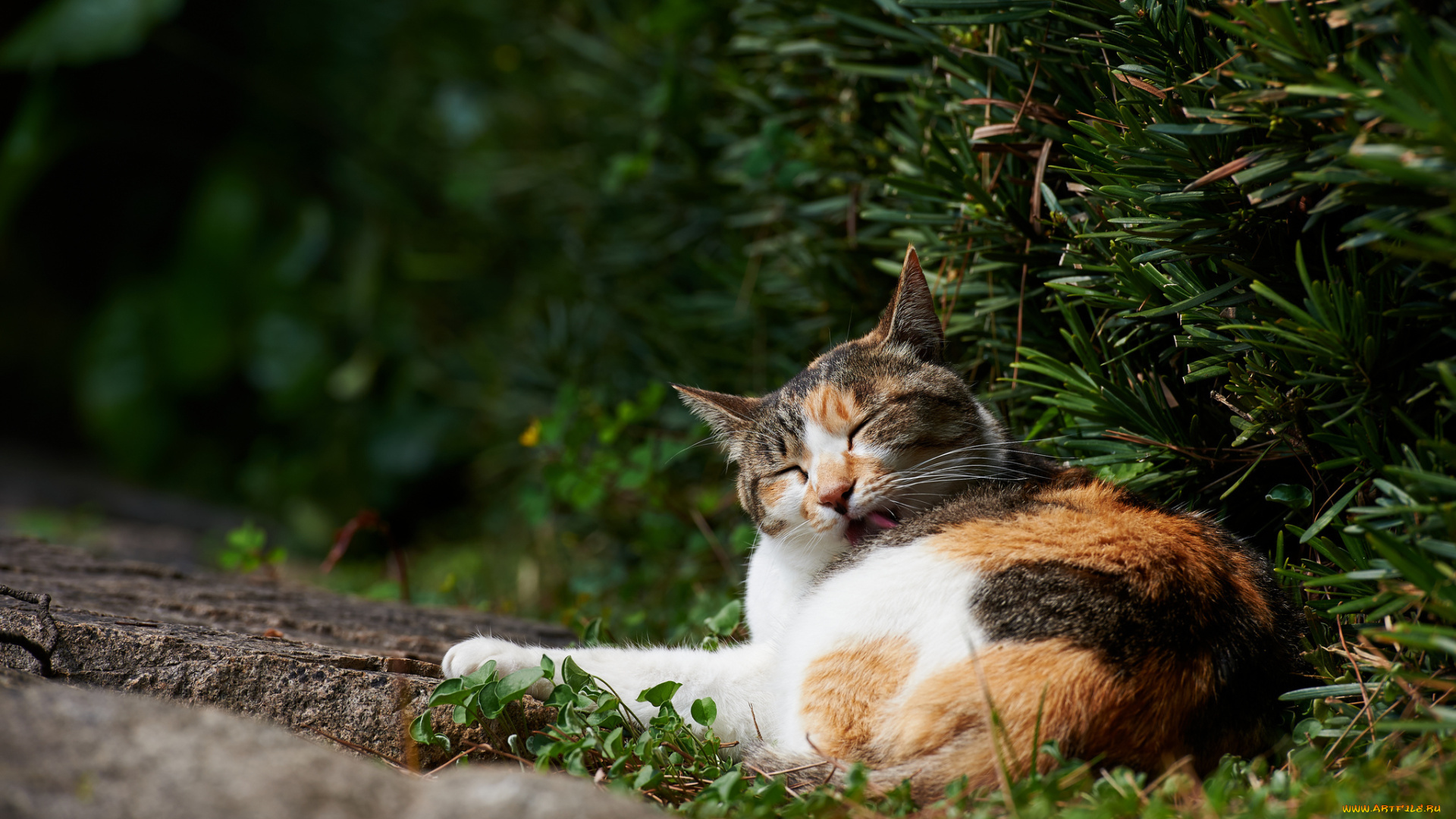 животные, коты, язык, умывается, зелень, лежа, кошка