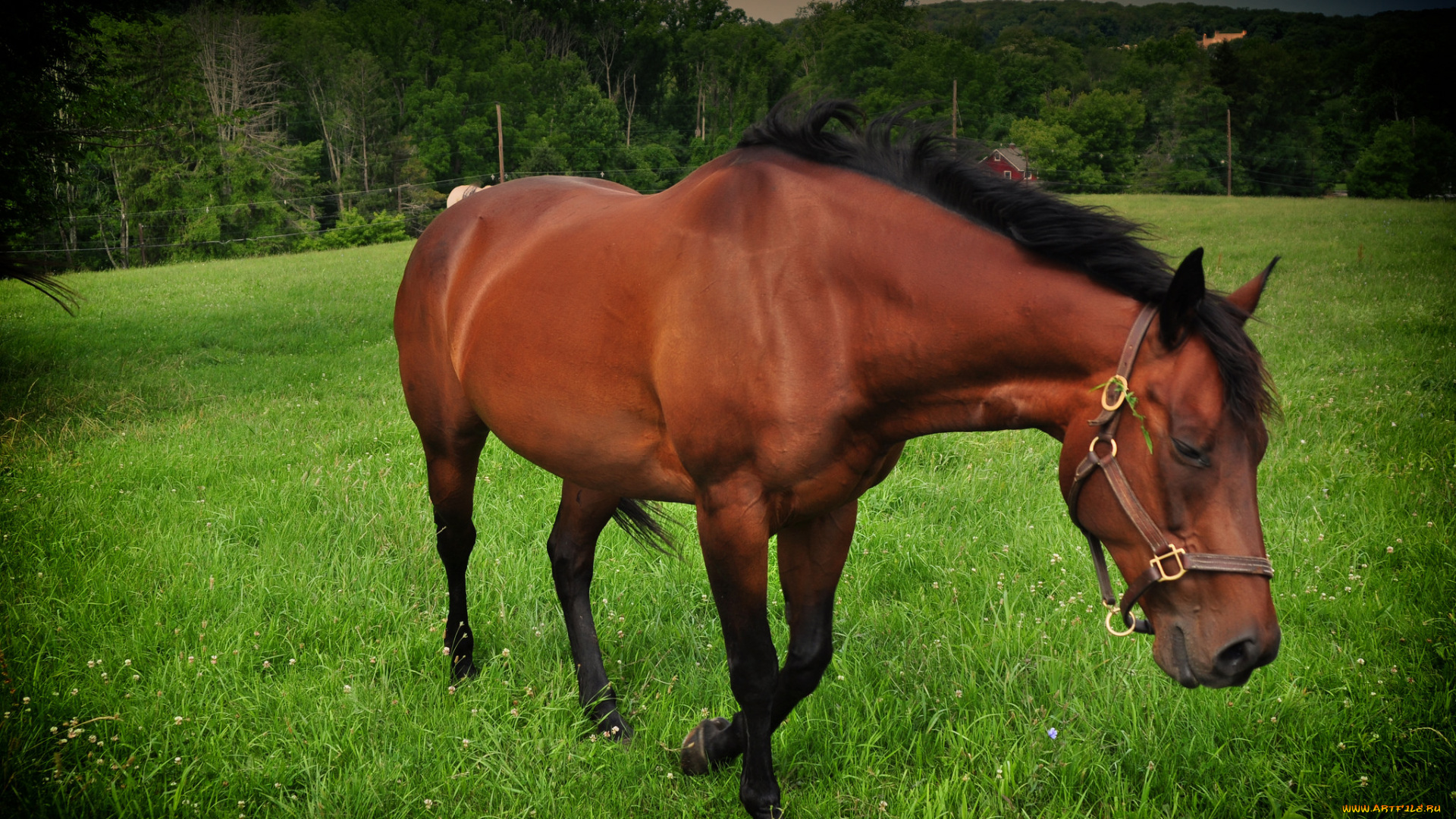 животные, лошади, лошадь, луг