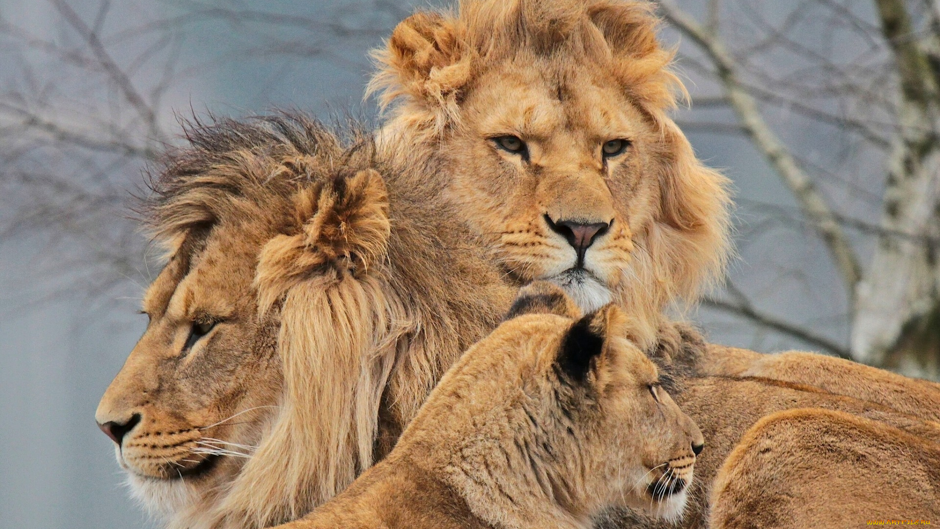 животные, львы, львица, шведская, семейка, троица