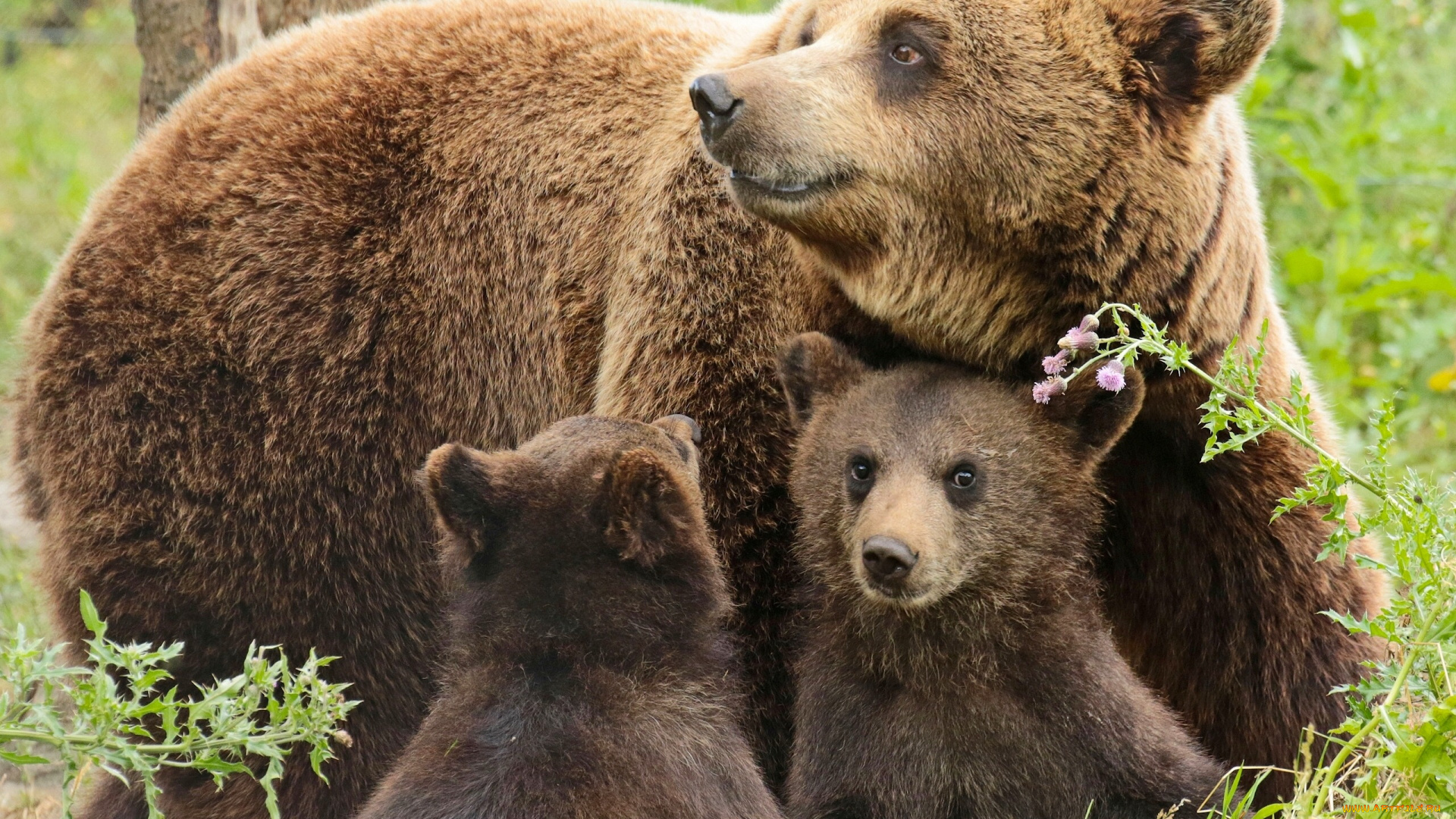 животные, медведи, детёныши, медвежата, медведица