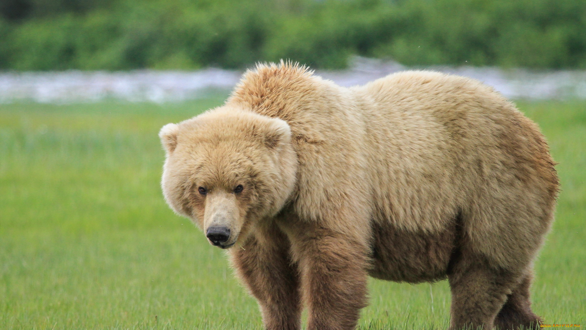животные, медведи, фон, природа, медведь