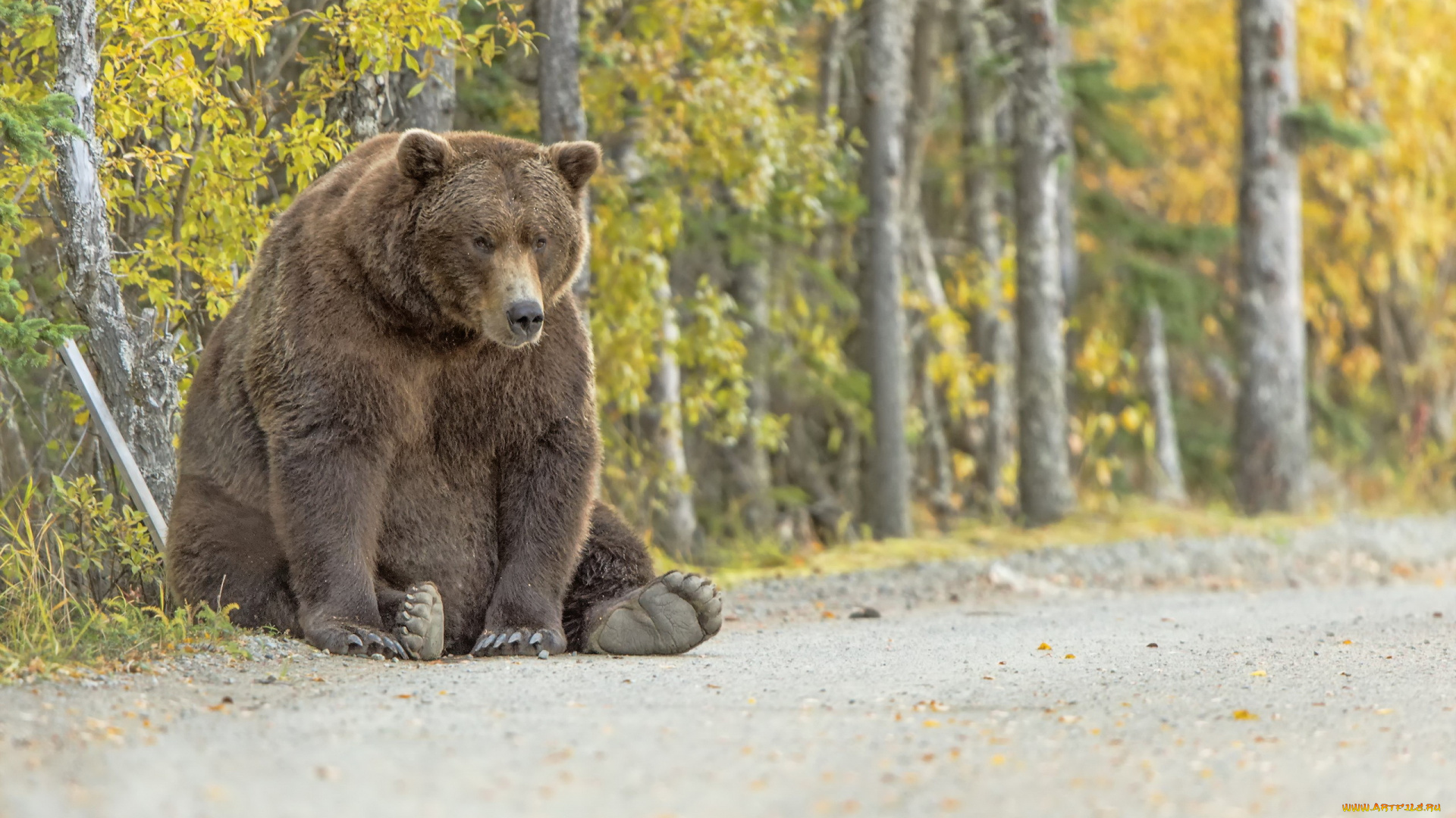 животные, медведи, природа, фон, медведь