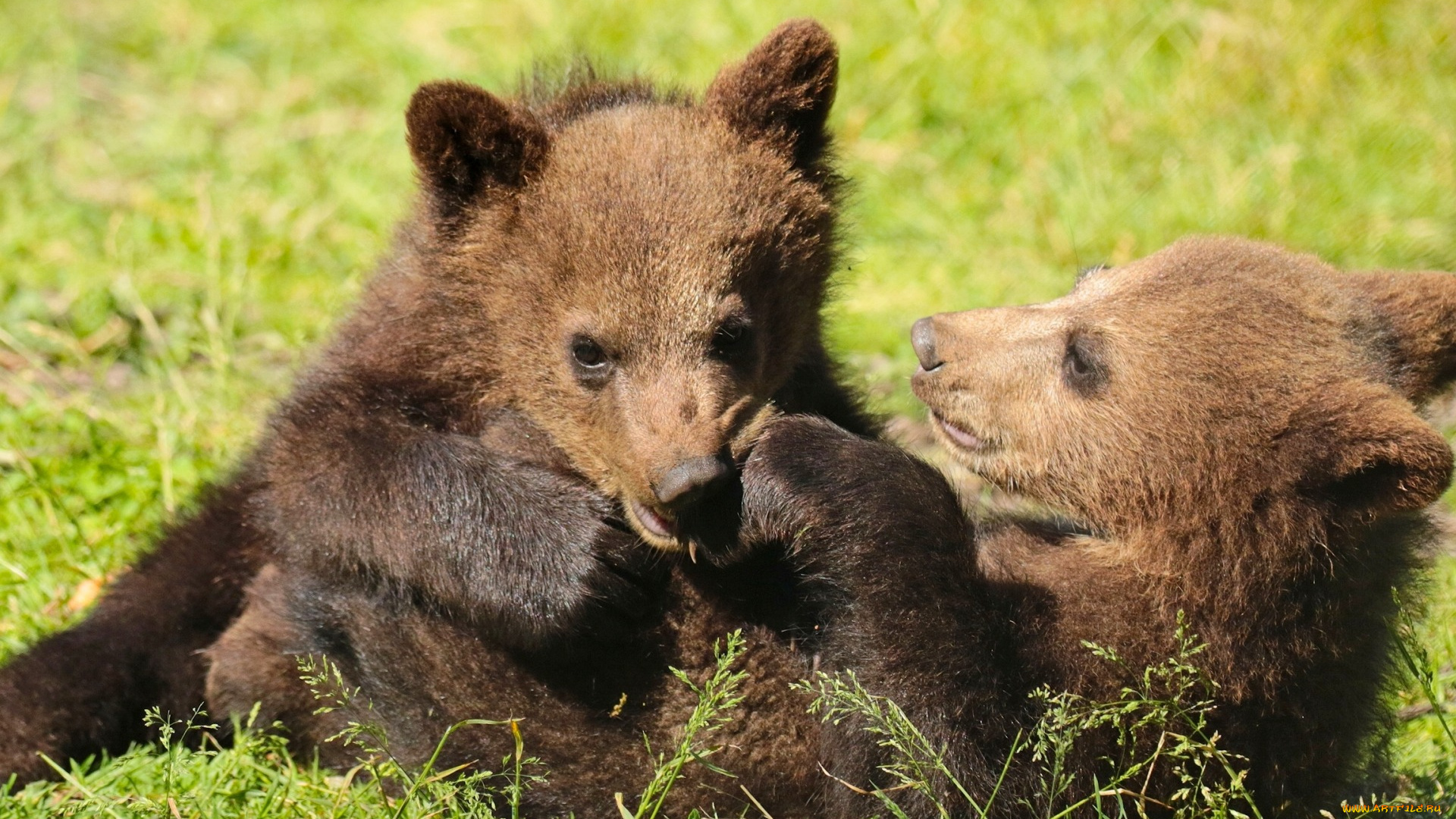 животные, медведи, забава, игры, медвежата