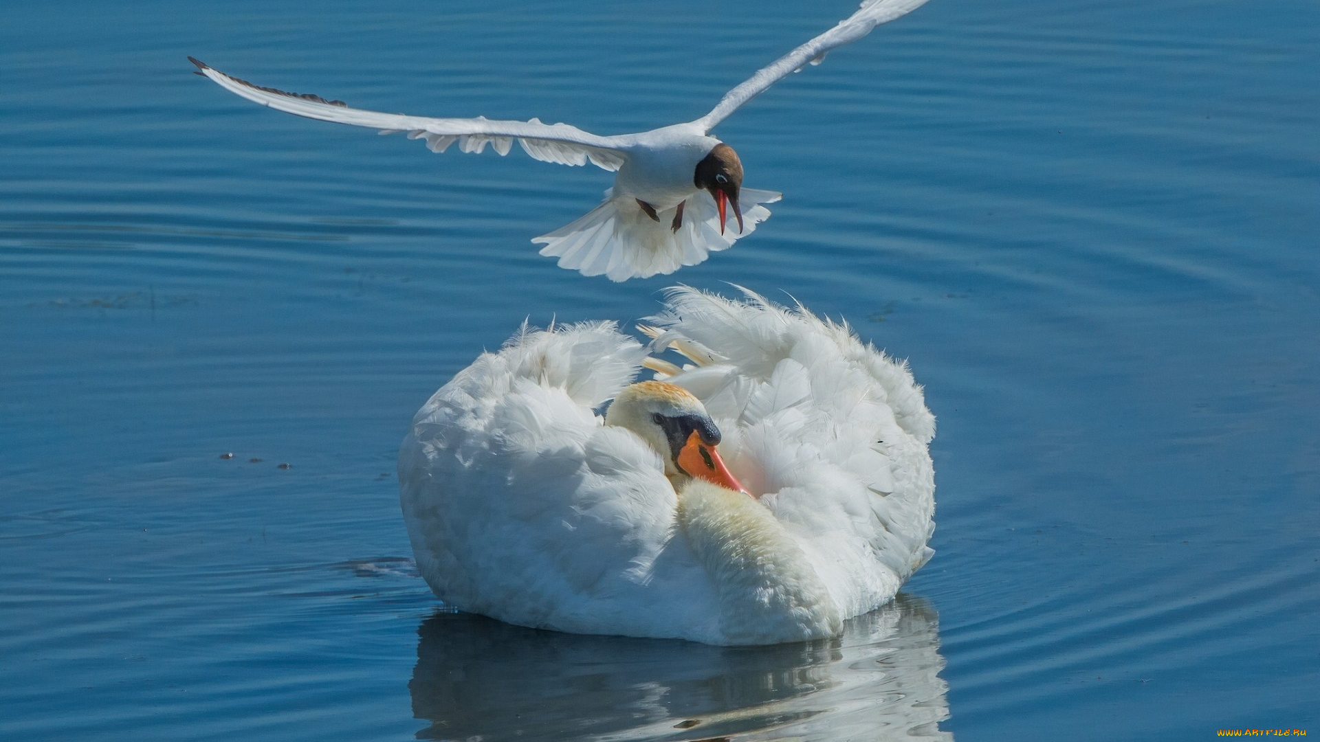 животные, разные, вместе, лебедь, чайка, птицы, вода
