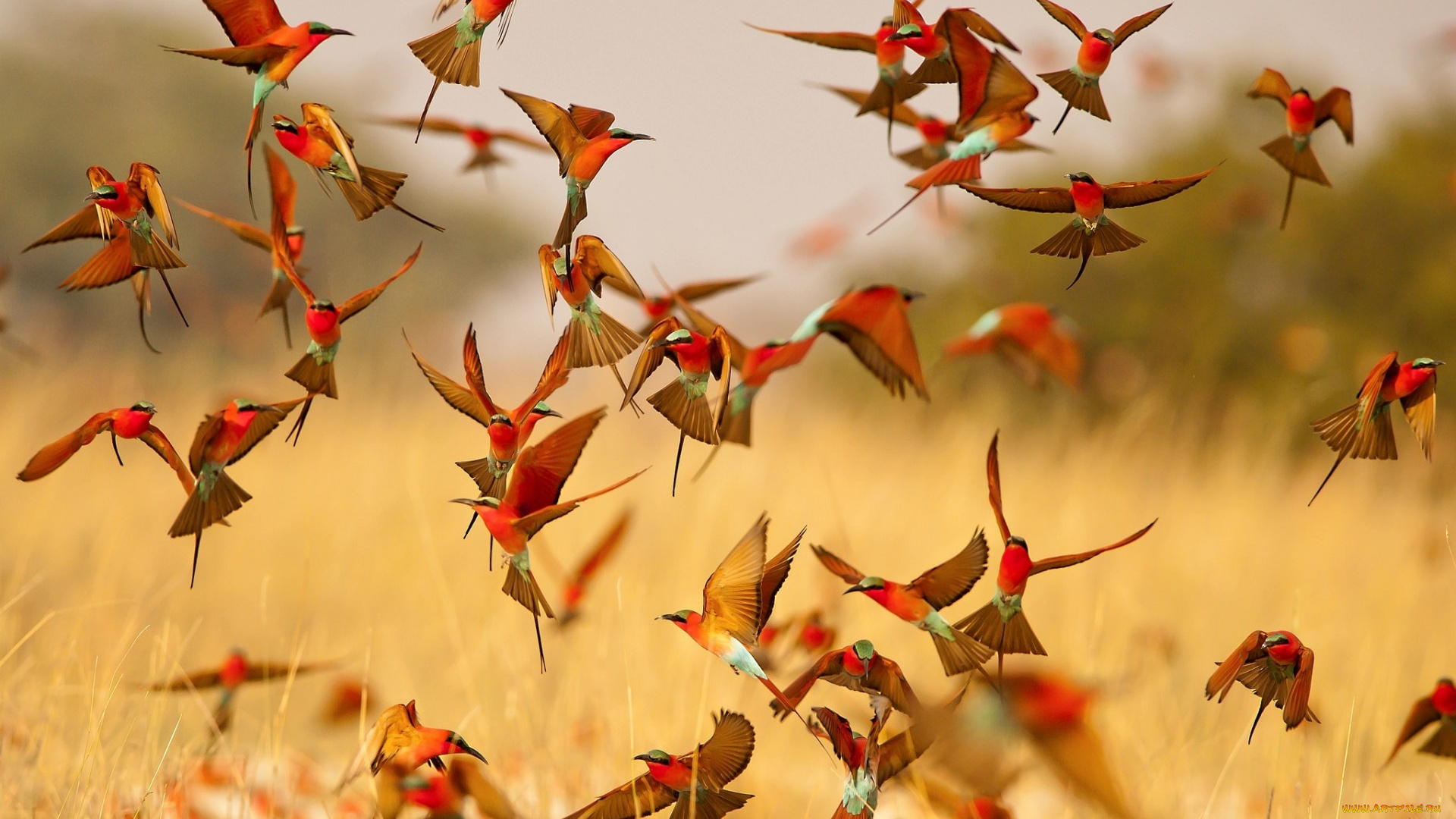 животные, щурки, , пчелоеды, крылья, полет, яркие, щурки, стая, птицы