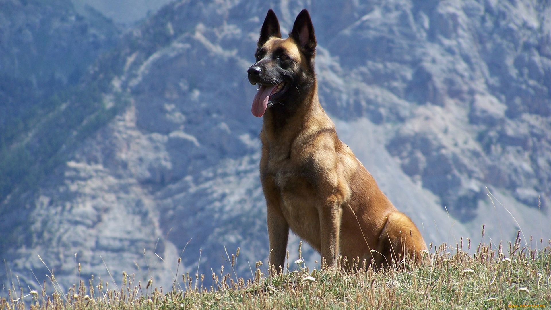 животные, собаки, друг, собака, взгляд