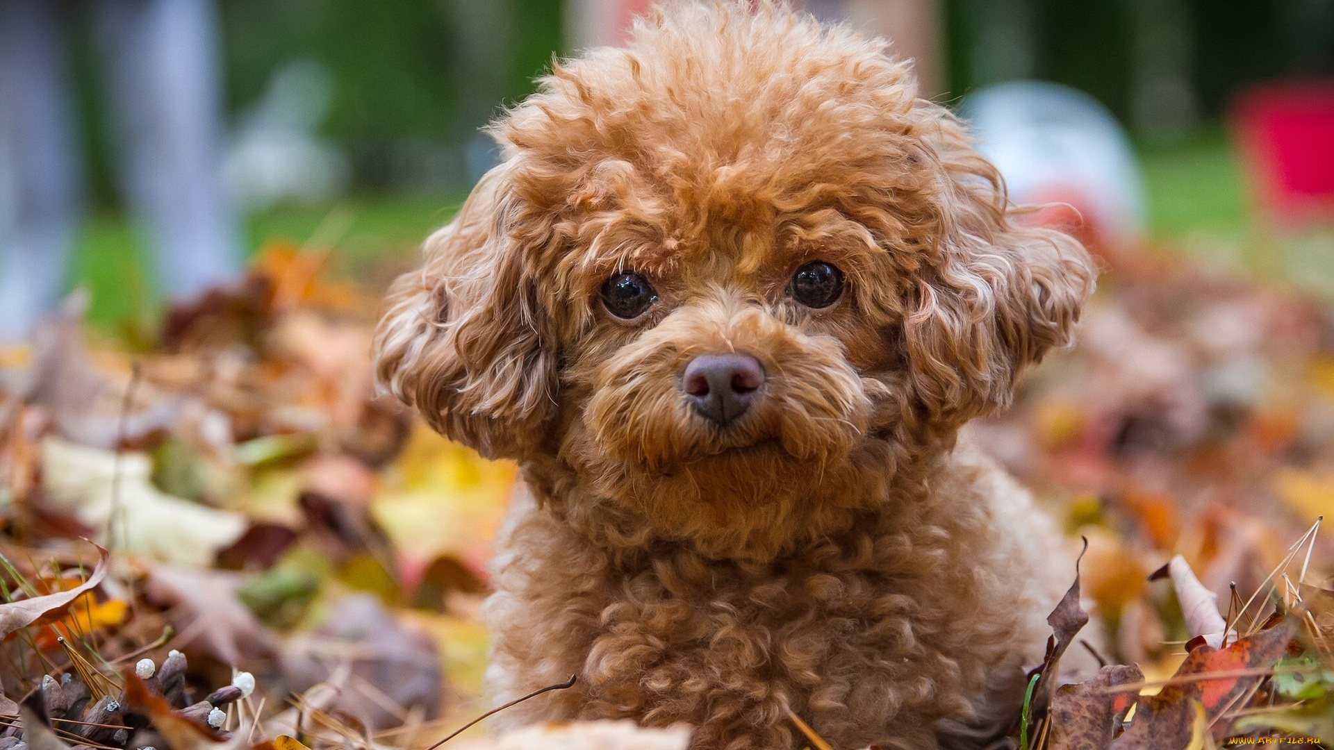 животные, собаки, пудель, собака, щенок, взгляд, листья