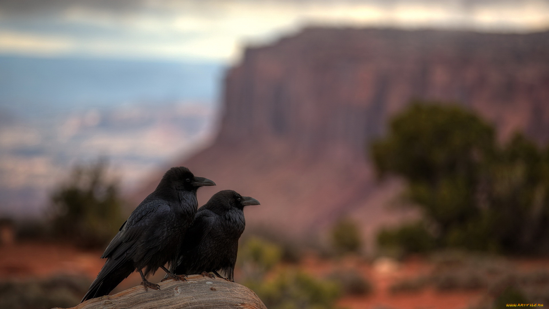 животные, вороны, , грачи, , галки, utah, canyonlands, national, park, raven, repose