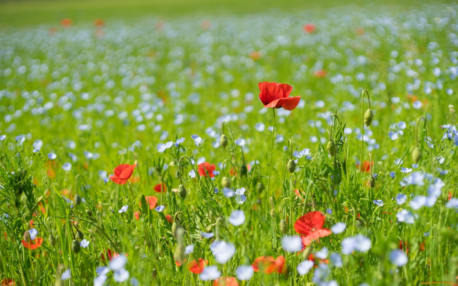 цветы, луговые, , полевые, , цветы, лето, маки, поле
