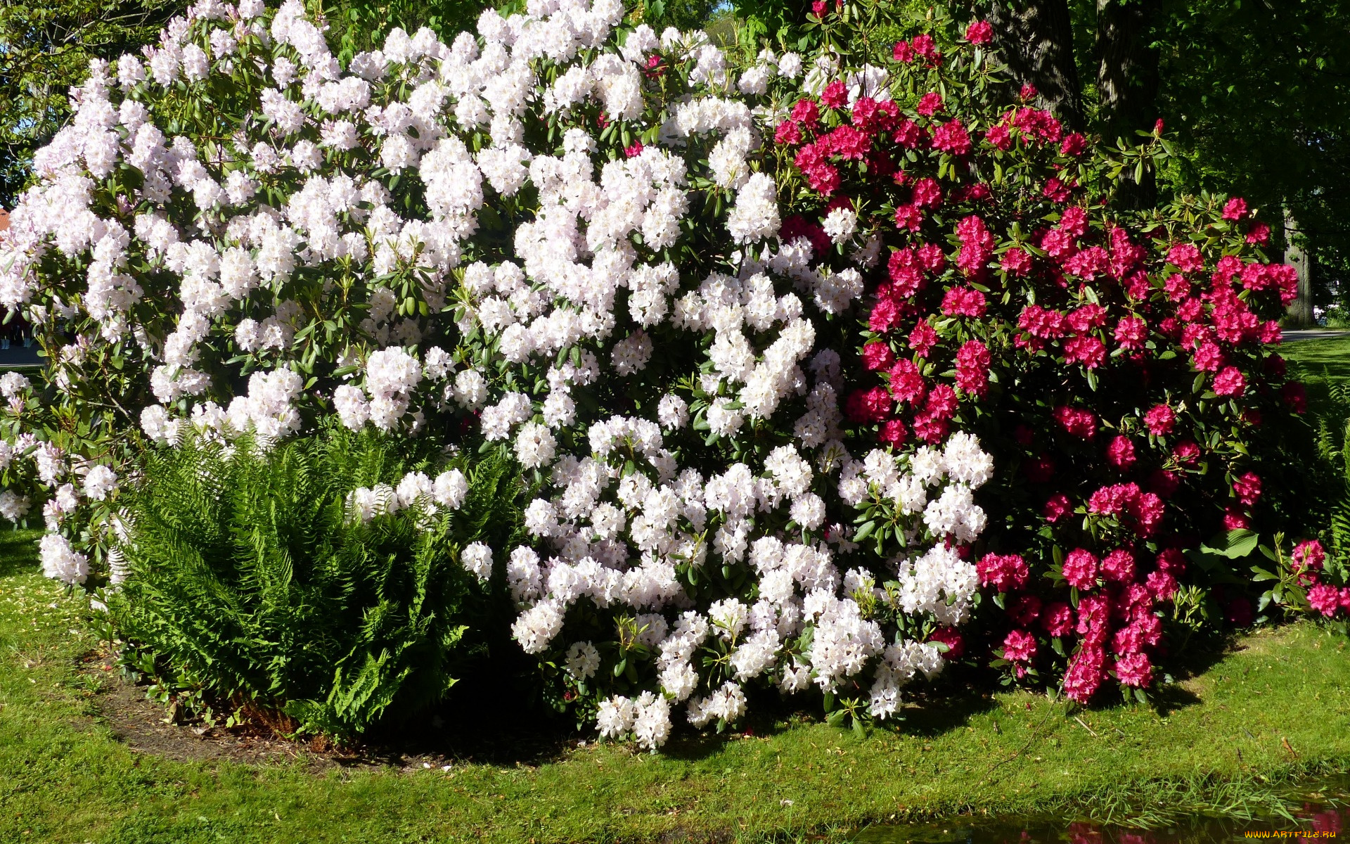цветы, рододендроны, , азалии, белый, розовый
