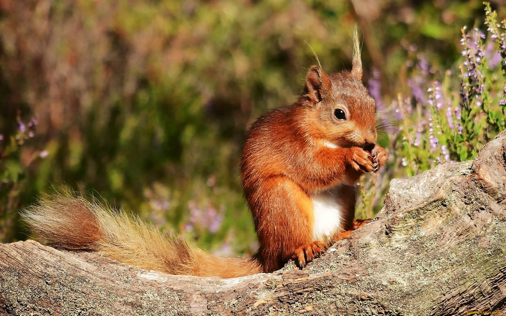 животные, белки, белка, рыжая, бревно