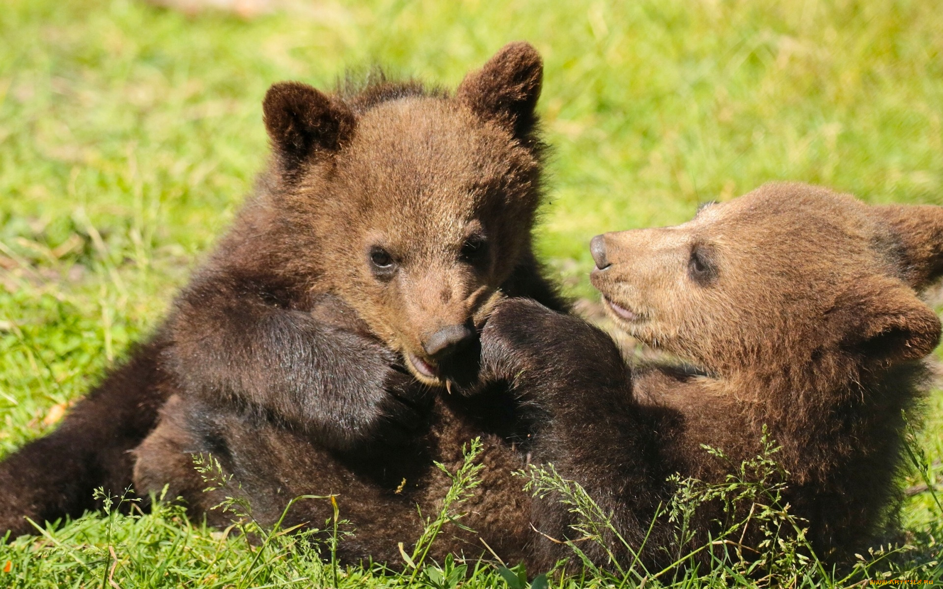 животные, медведи, забава, игры, медвежата