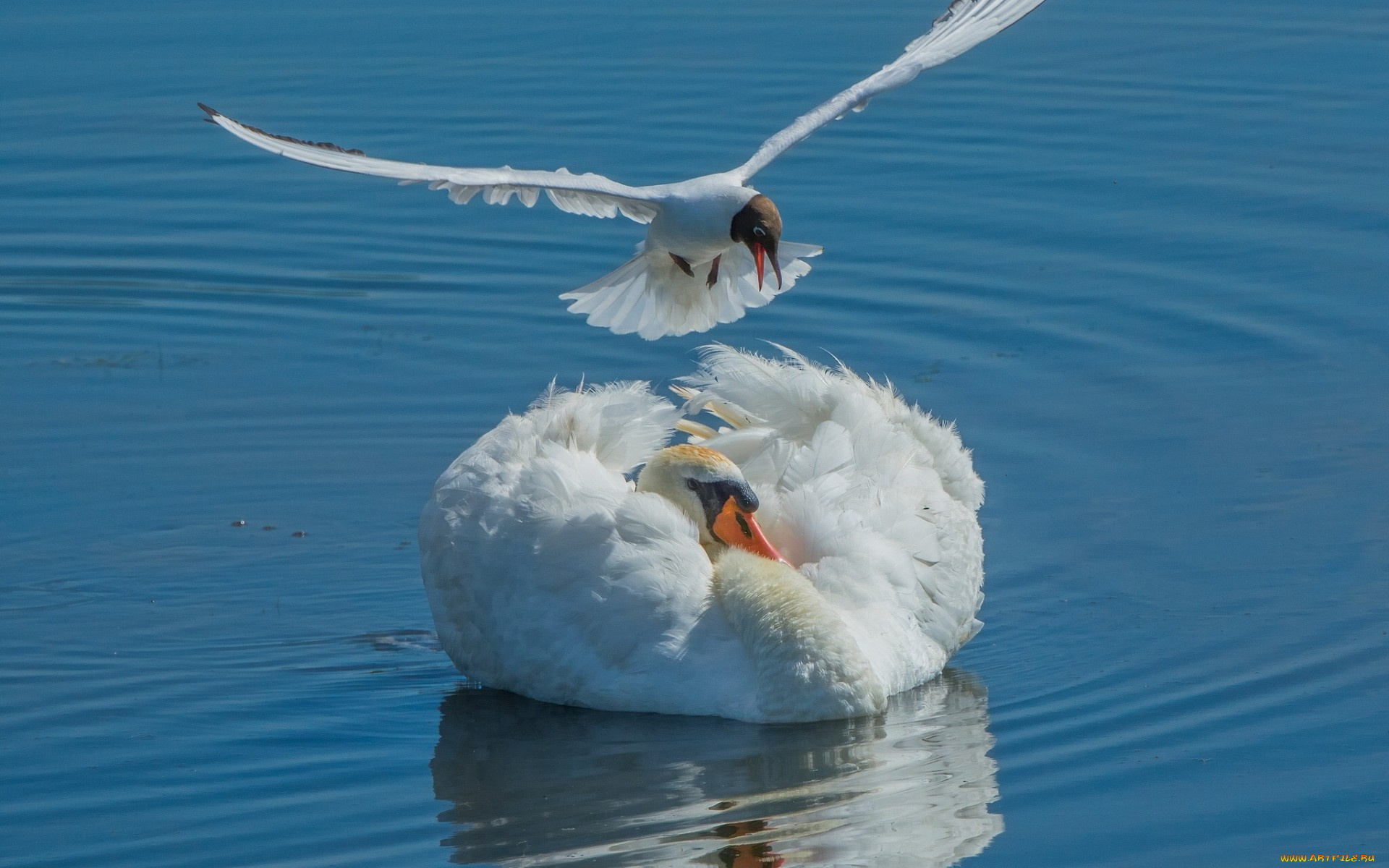 животные, разные, вместе, лебедь, чайка, птицы, вода