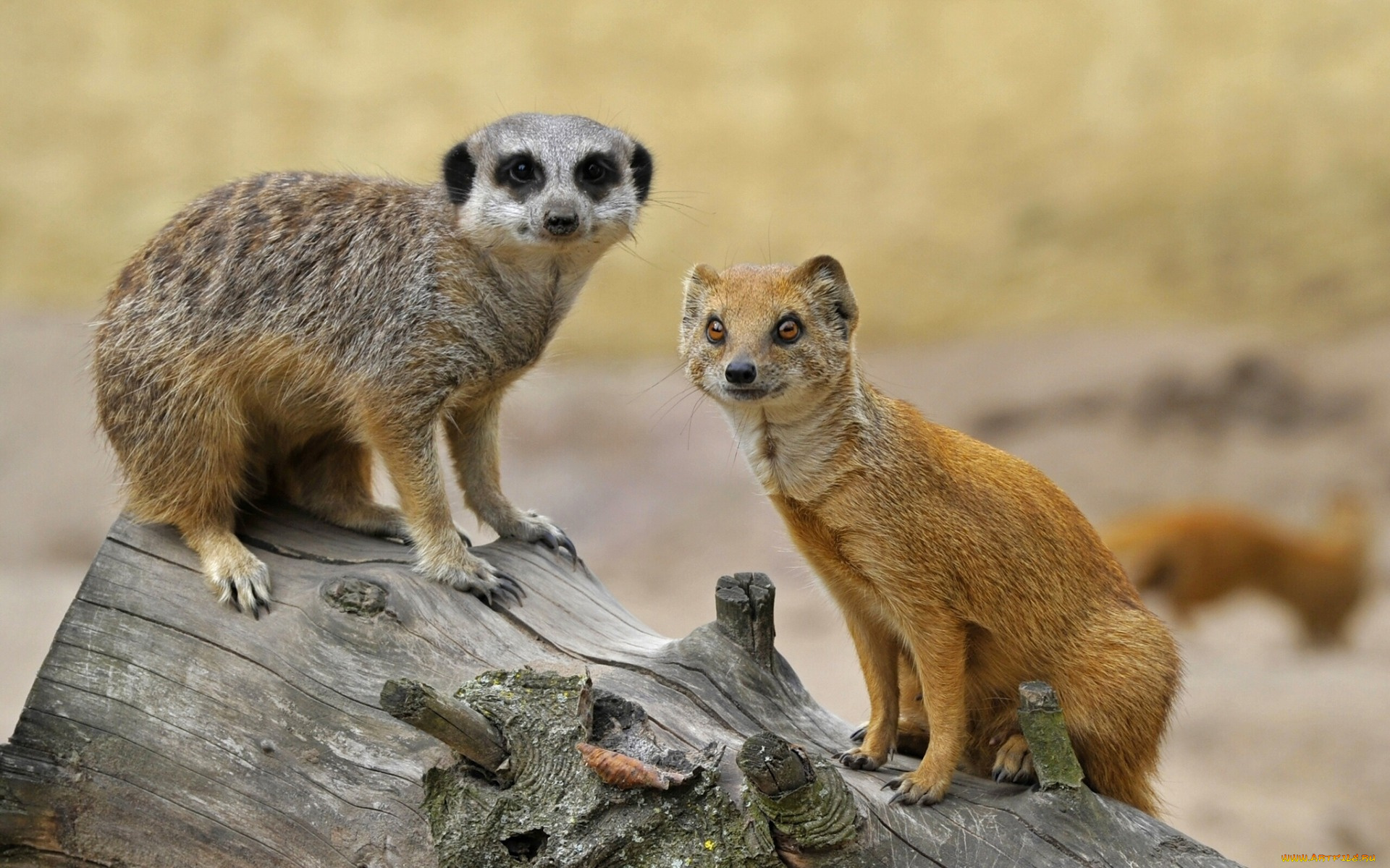 животные, разные, вместе, мангуст, друзья, бревно, сурикат