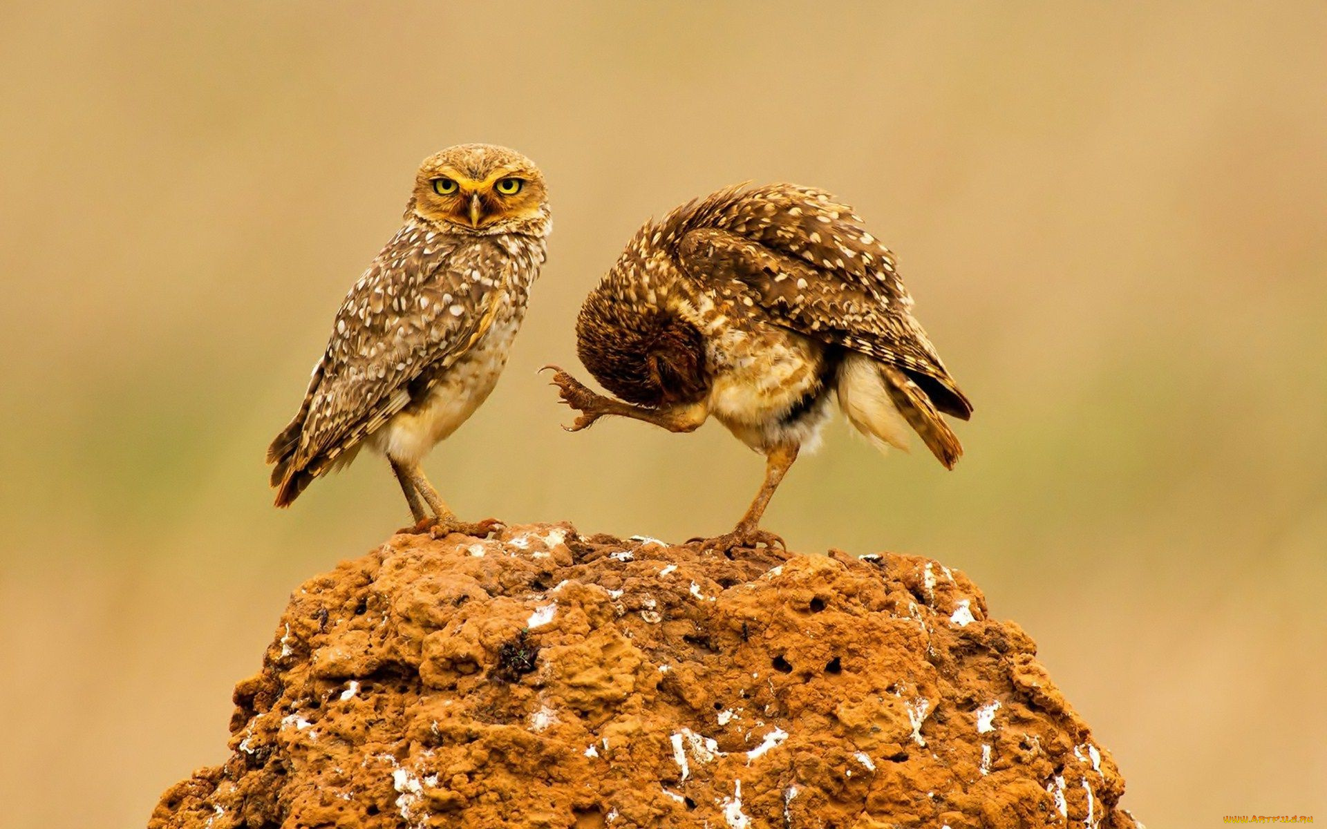 животные, совы, фон