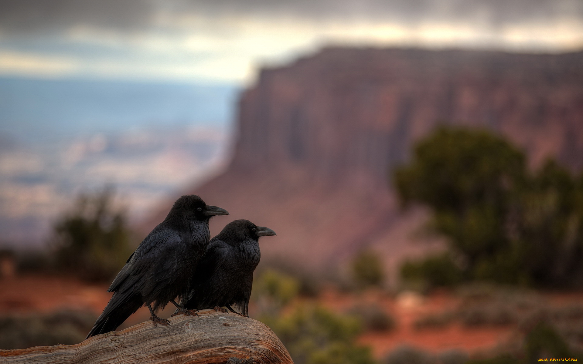 животные, вороны, , грачи, , галки, utah, canyonlands, national, park, raven, repose