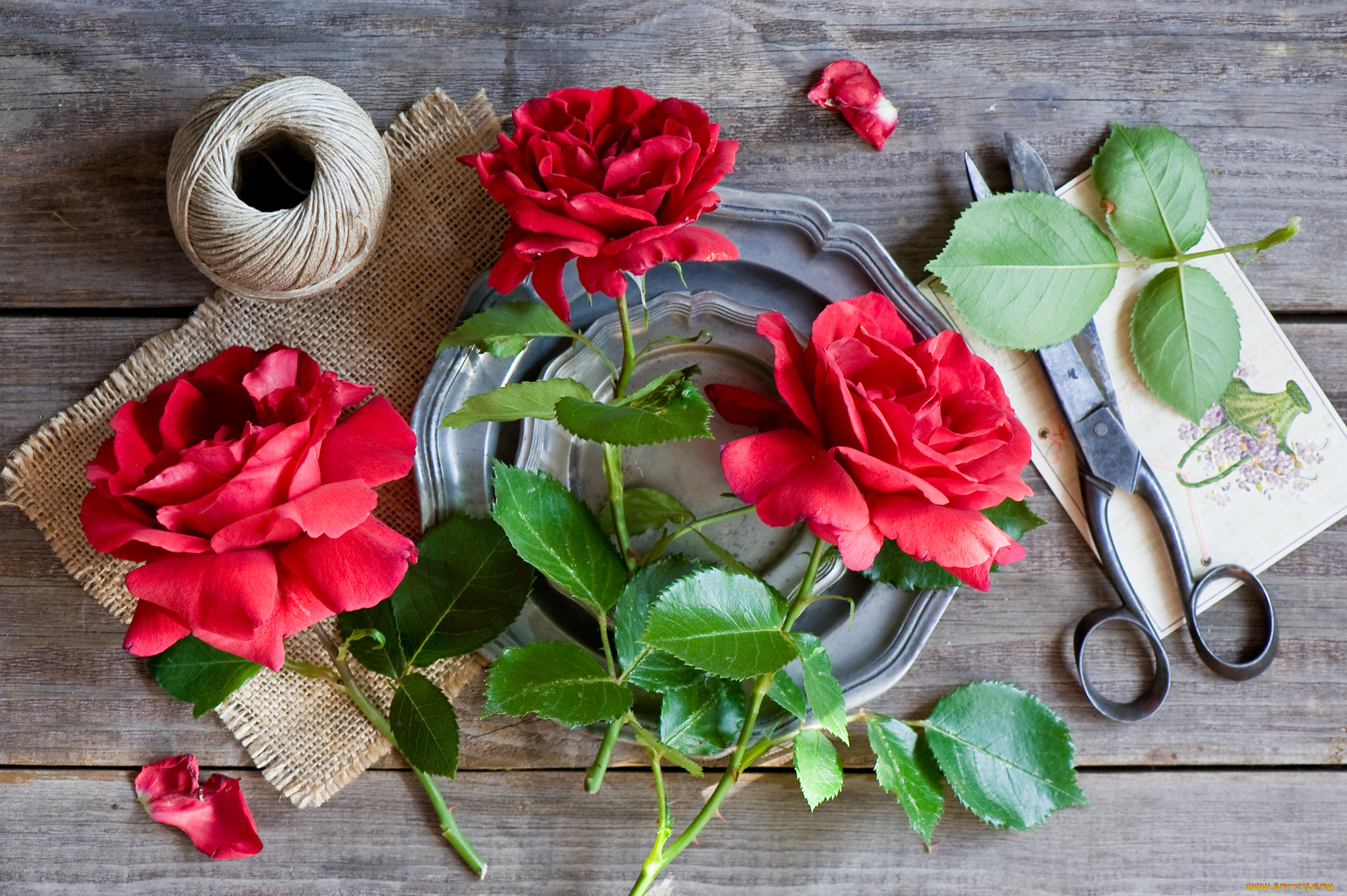 цветы, розы, трио, красные