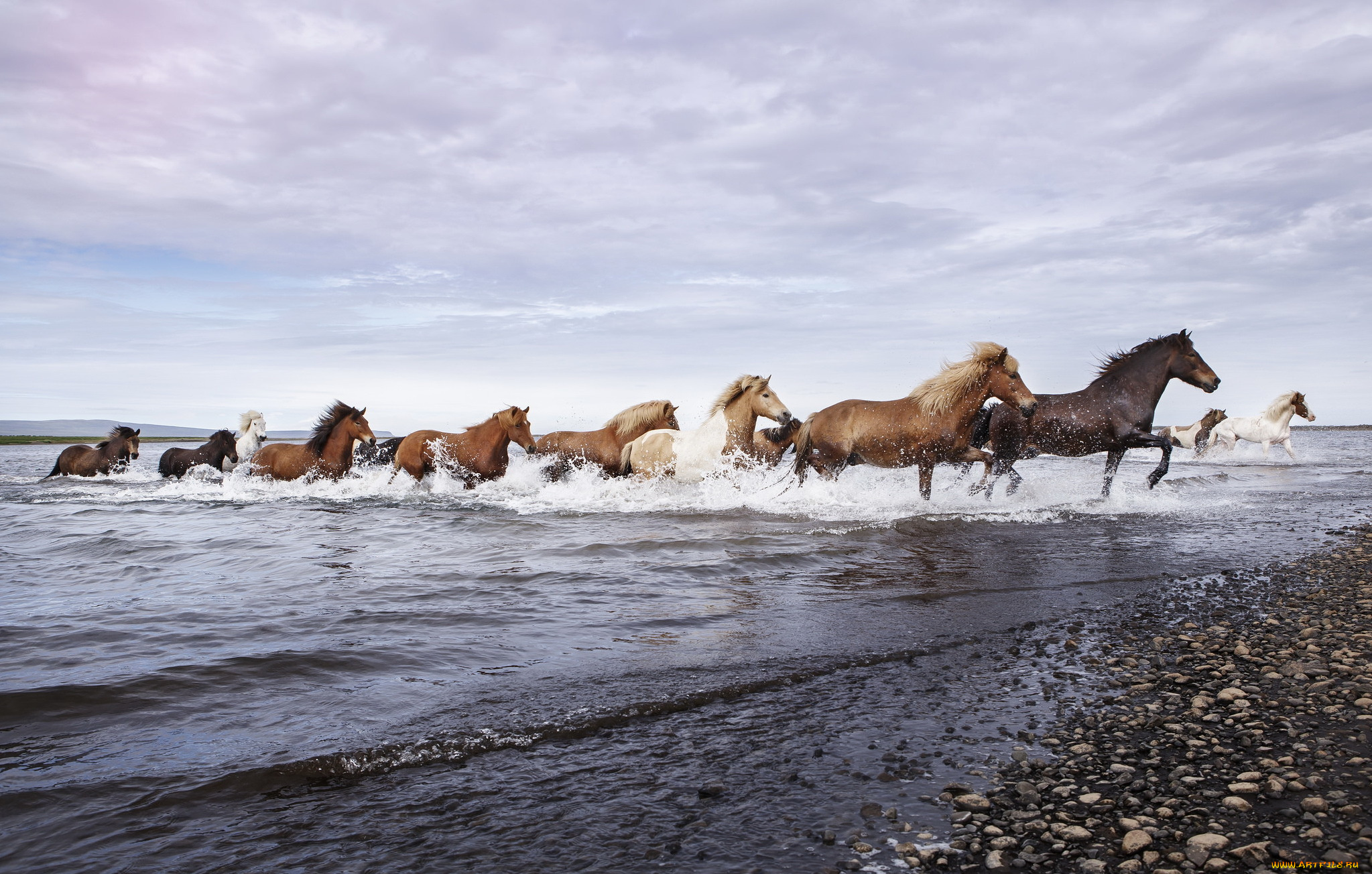 животные, лошади, река, природа, кони