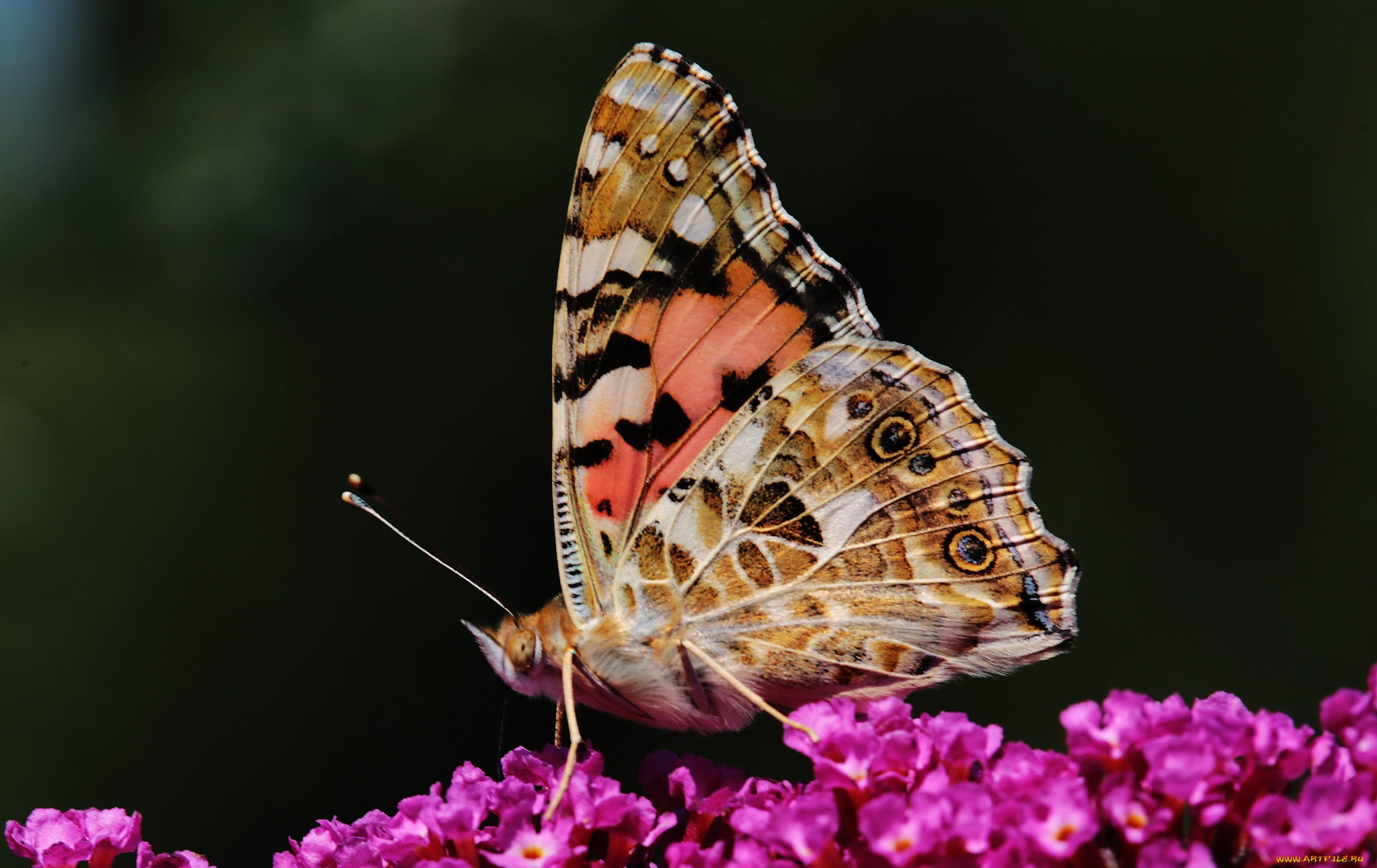животные, бабочки, , мотыльки, , моли, цветы, крылья, бабочка, макро