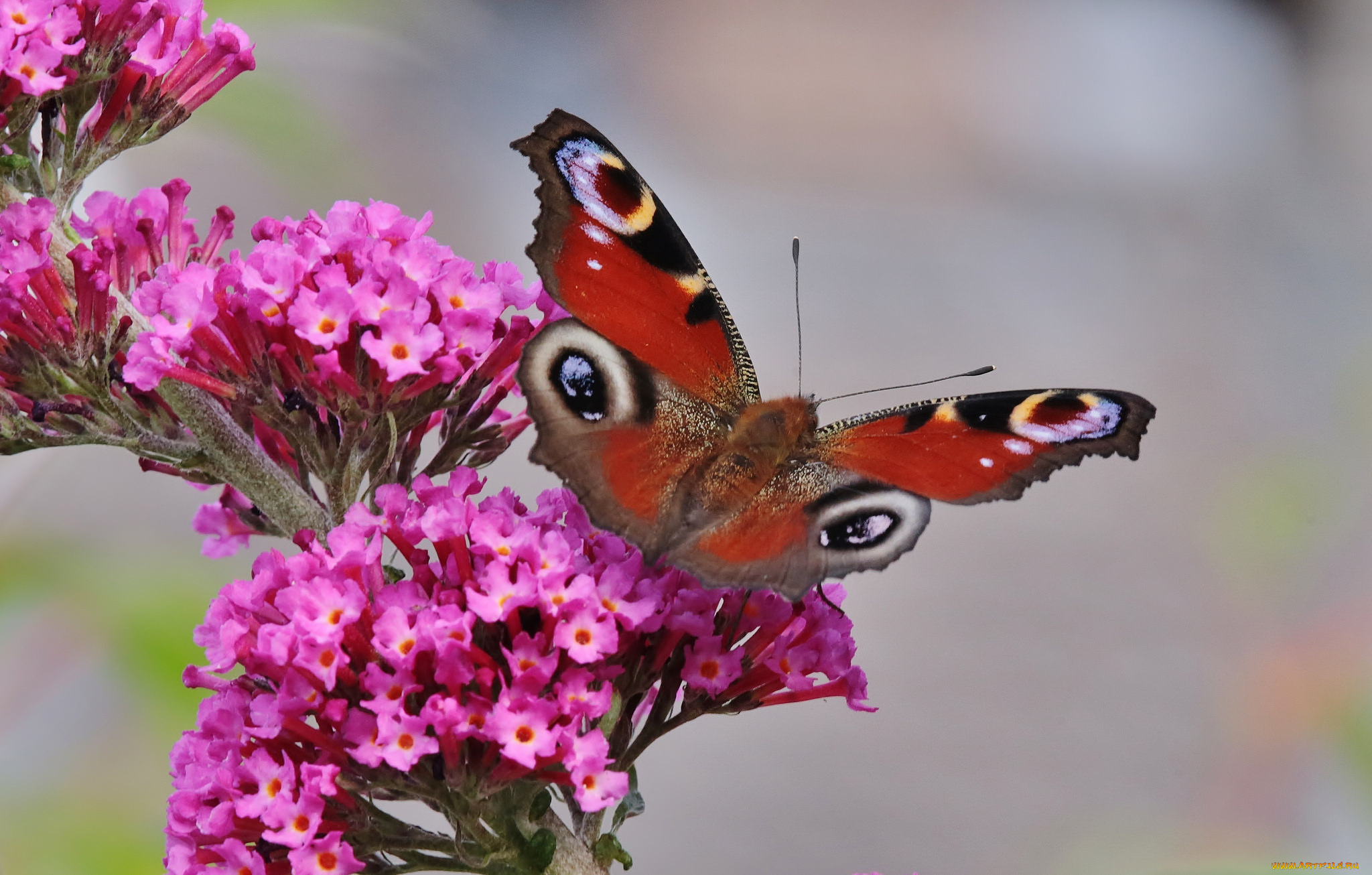 животные, бабочки, , мотыльки, , моли, бабочка, цветы, насекомое, утро, фон, макро
