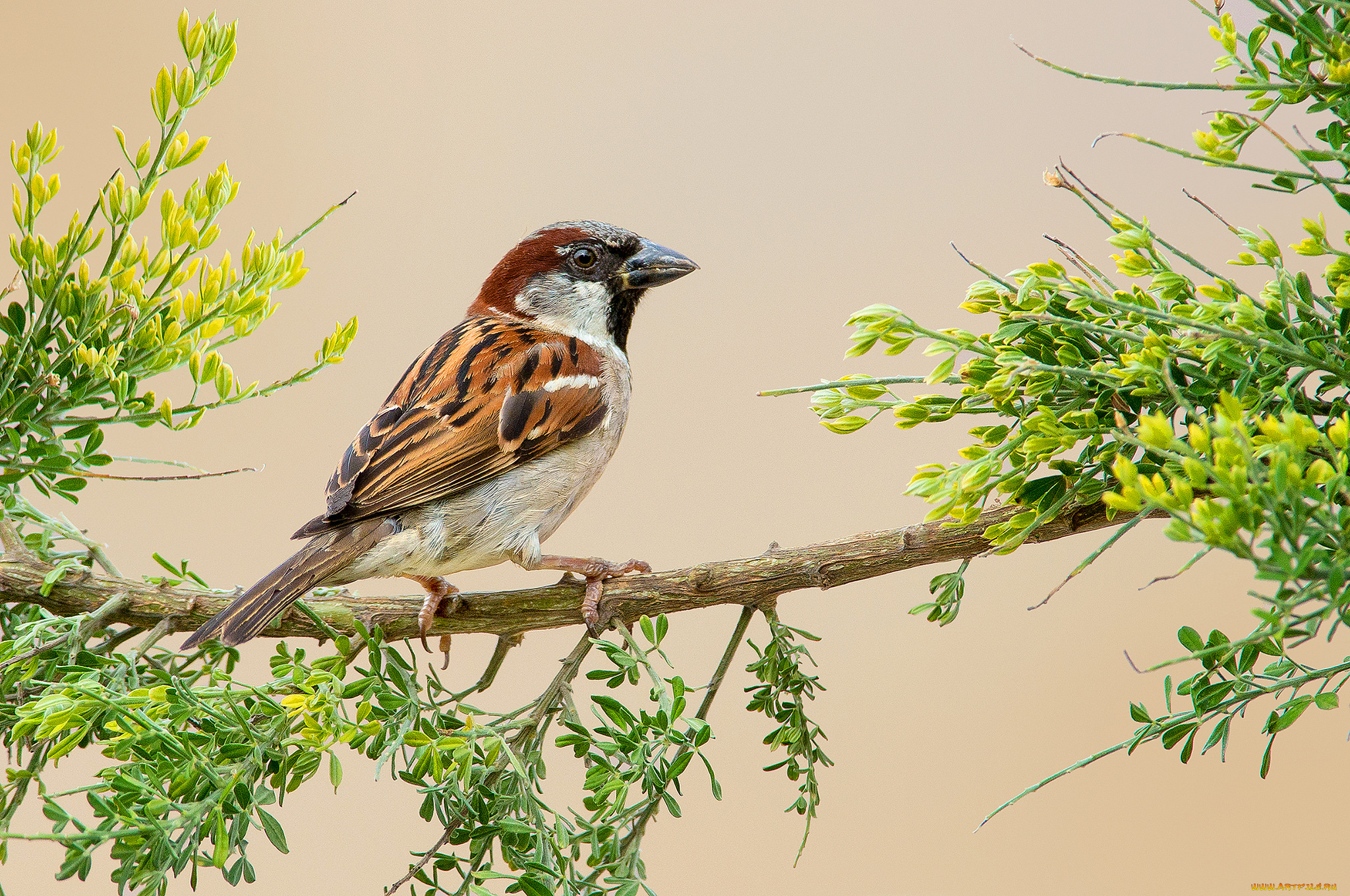 house, sparrow, животные, воробьи, птичка