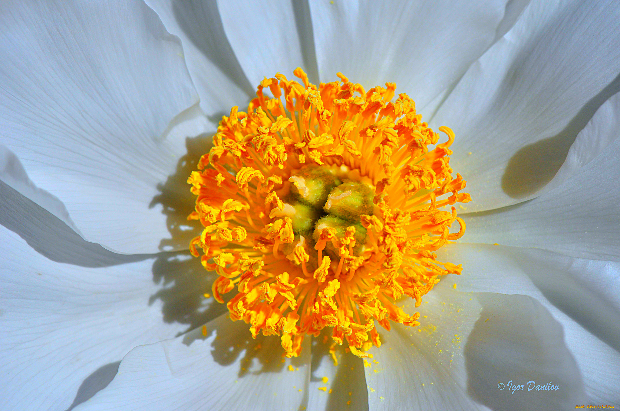 цветы, пионы, пион, лепестки, макро, цветок