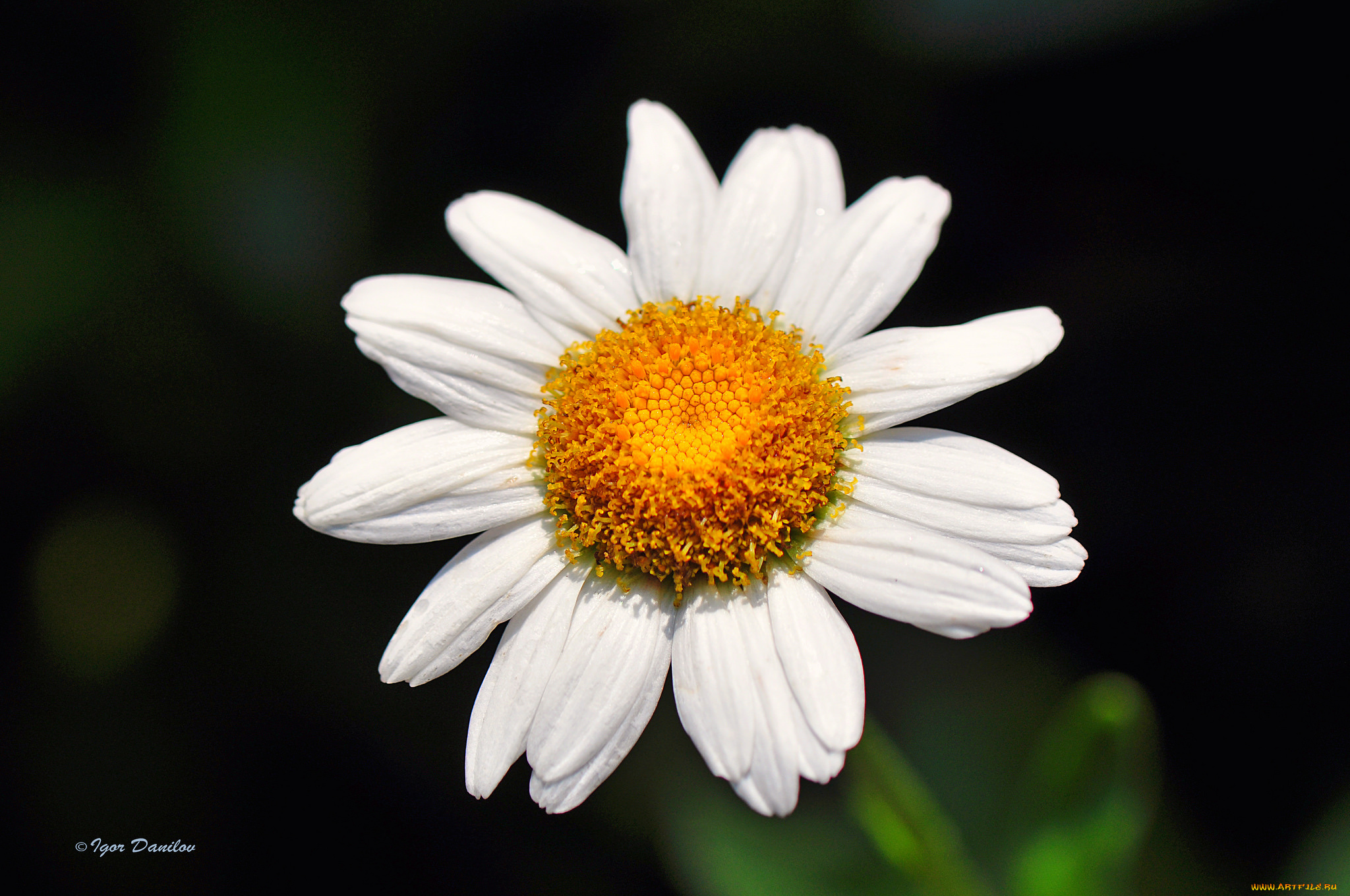цветы, ромашки, ромашка, цветок, макро, тёмный, фон