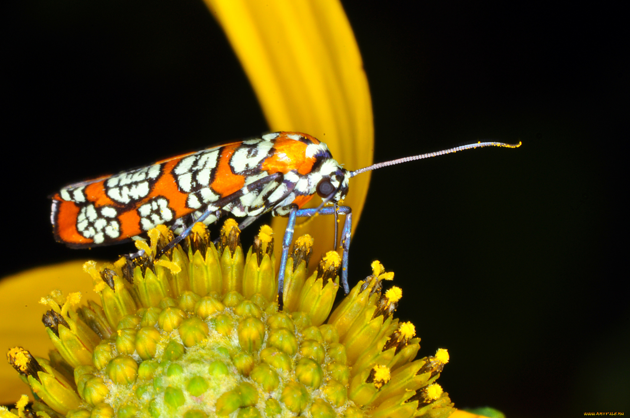 животные, бабочки, , мотыльки, , моли, моль, цветок, макро, тёмный, фон