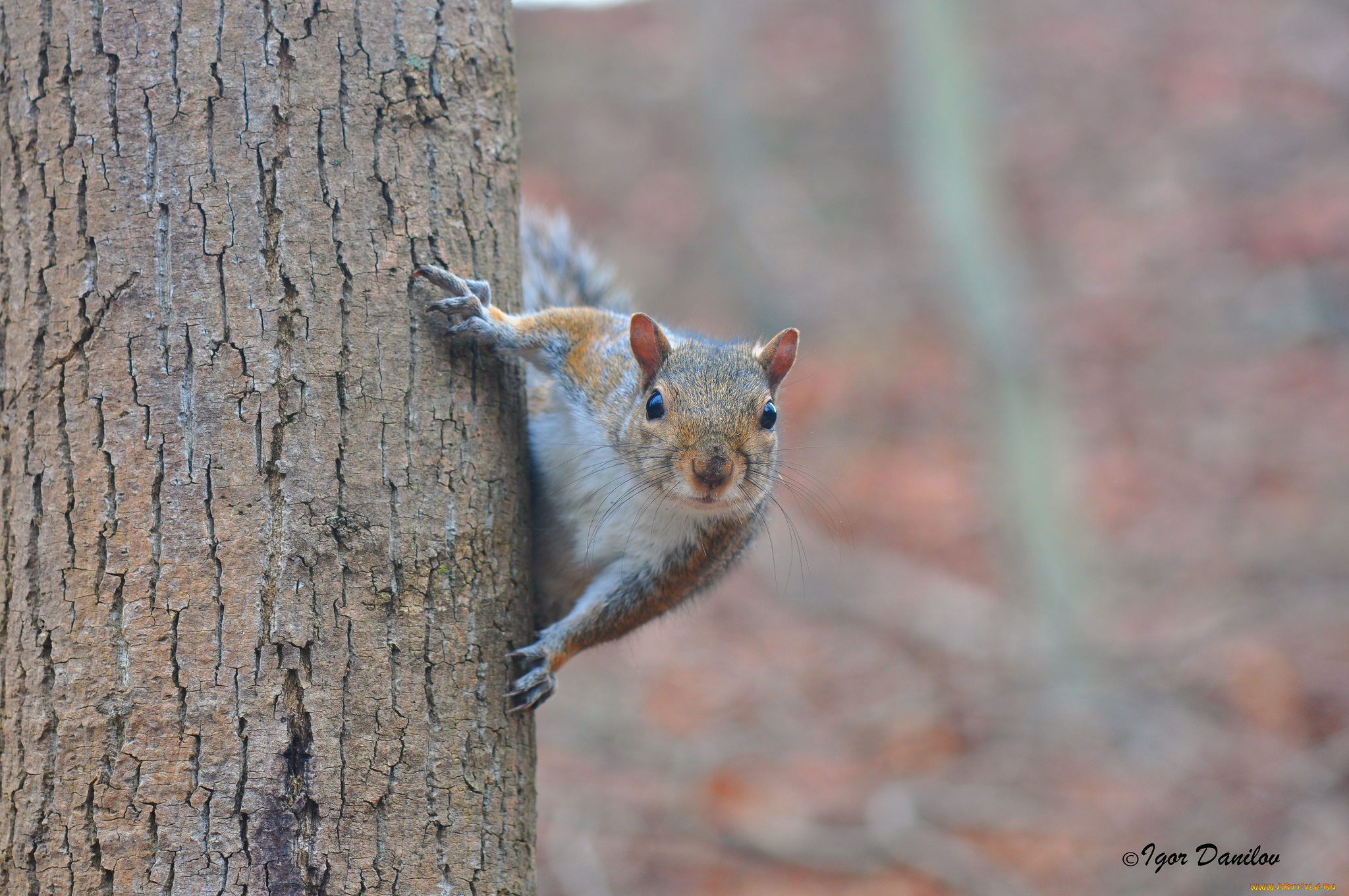 животные, белки, взгляд, белка, зверёк, дерево