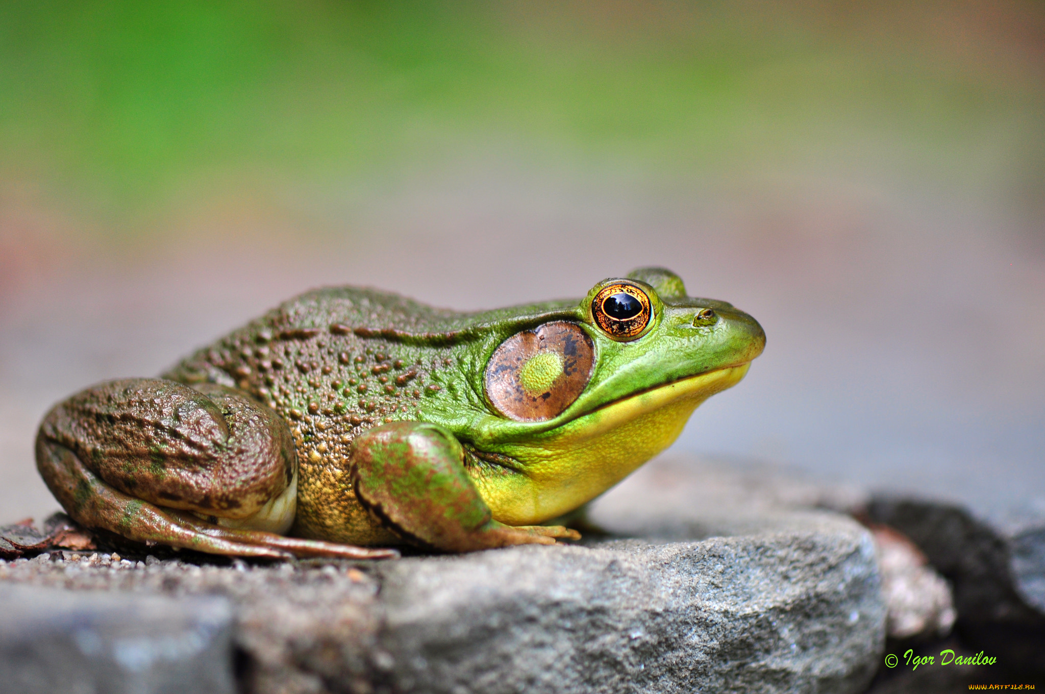 животные, лягушки, камень, макро, лягушка