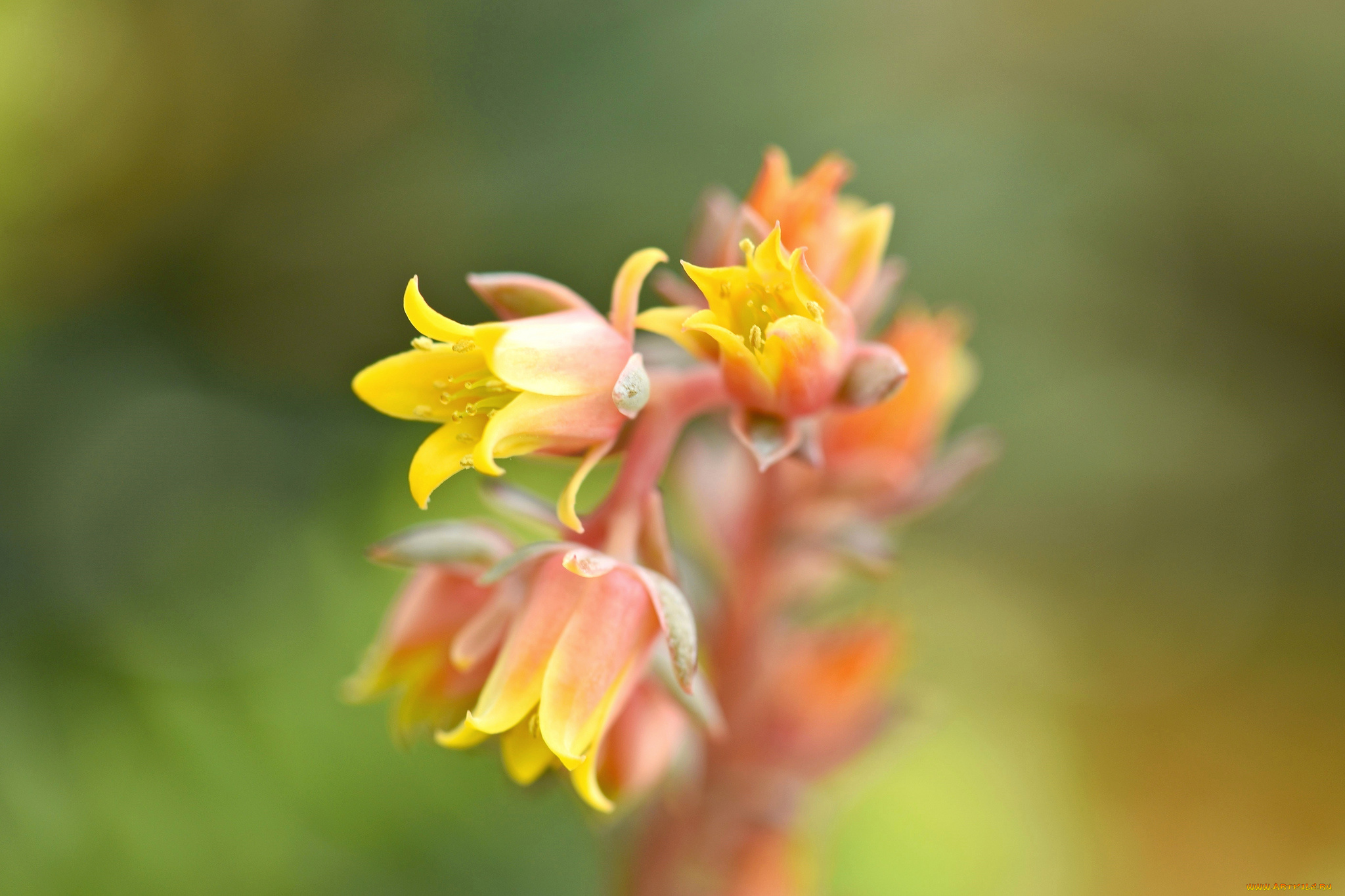 цветы, каланхоэ, фон, колокольчики, макро