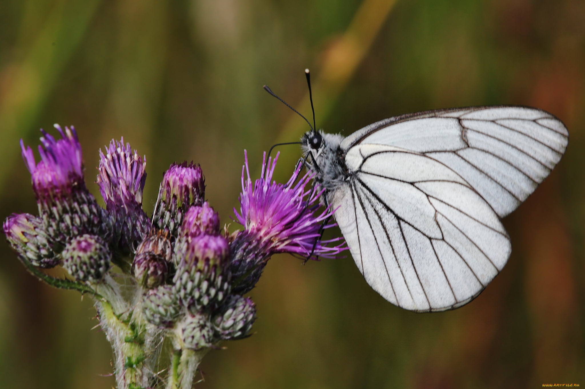 животные, бабочки, , мотыльки, , моли, утро, фон, макро, насекомое, цветы, бабочка