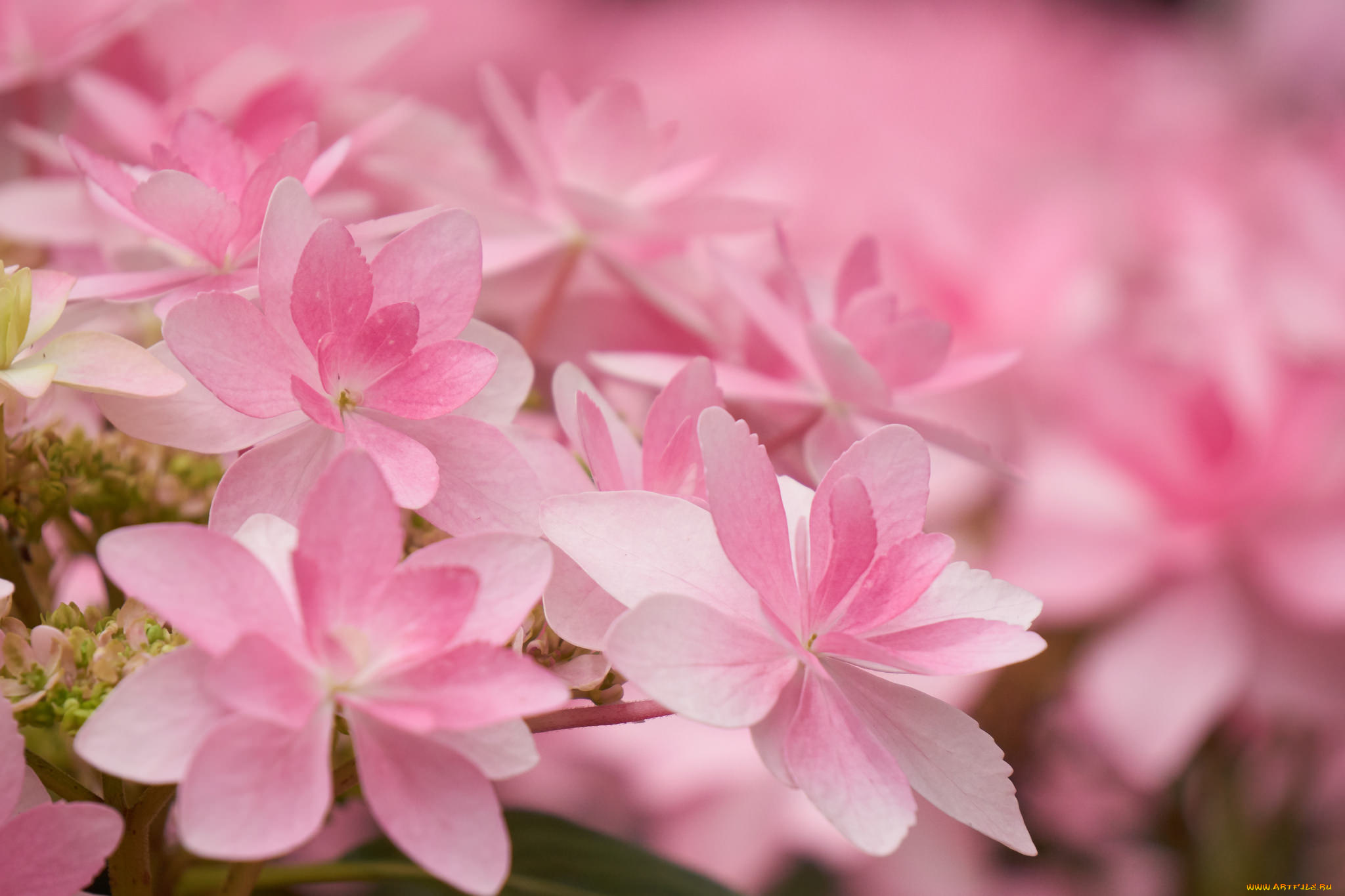 цветы, гортензия, макро, розовая