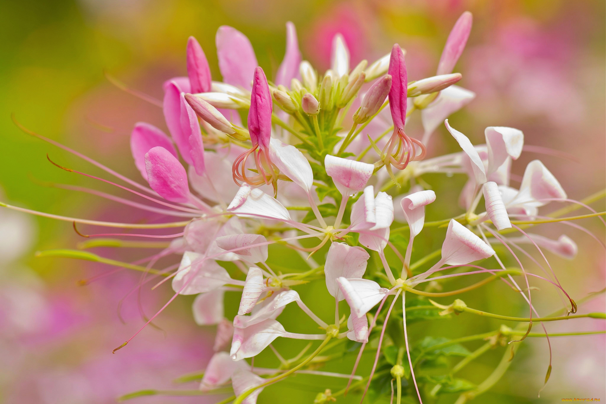 цветы, макро, нежность, розовые