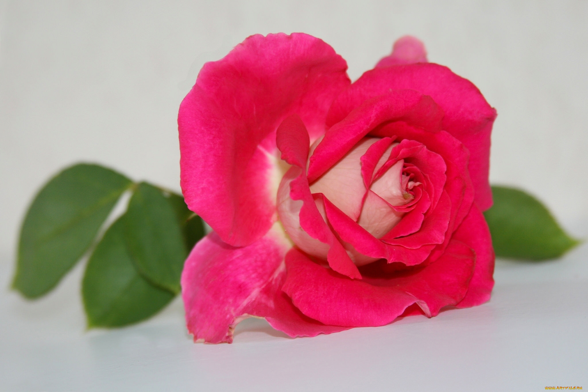 цветы, розы, бутон