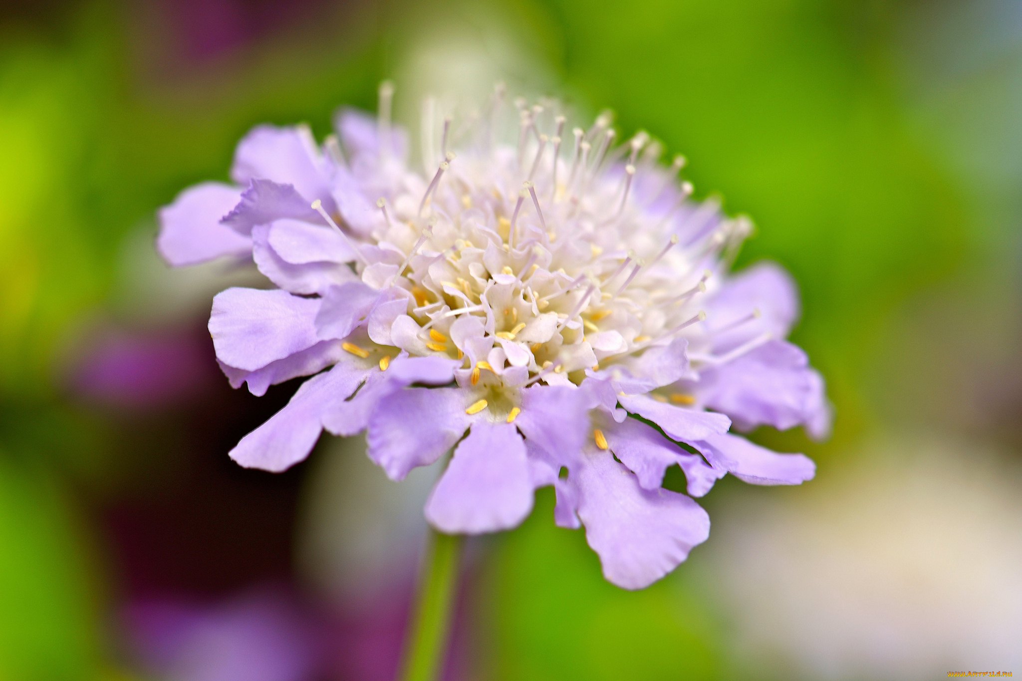 цветы, сиреневые, макро, фон