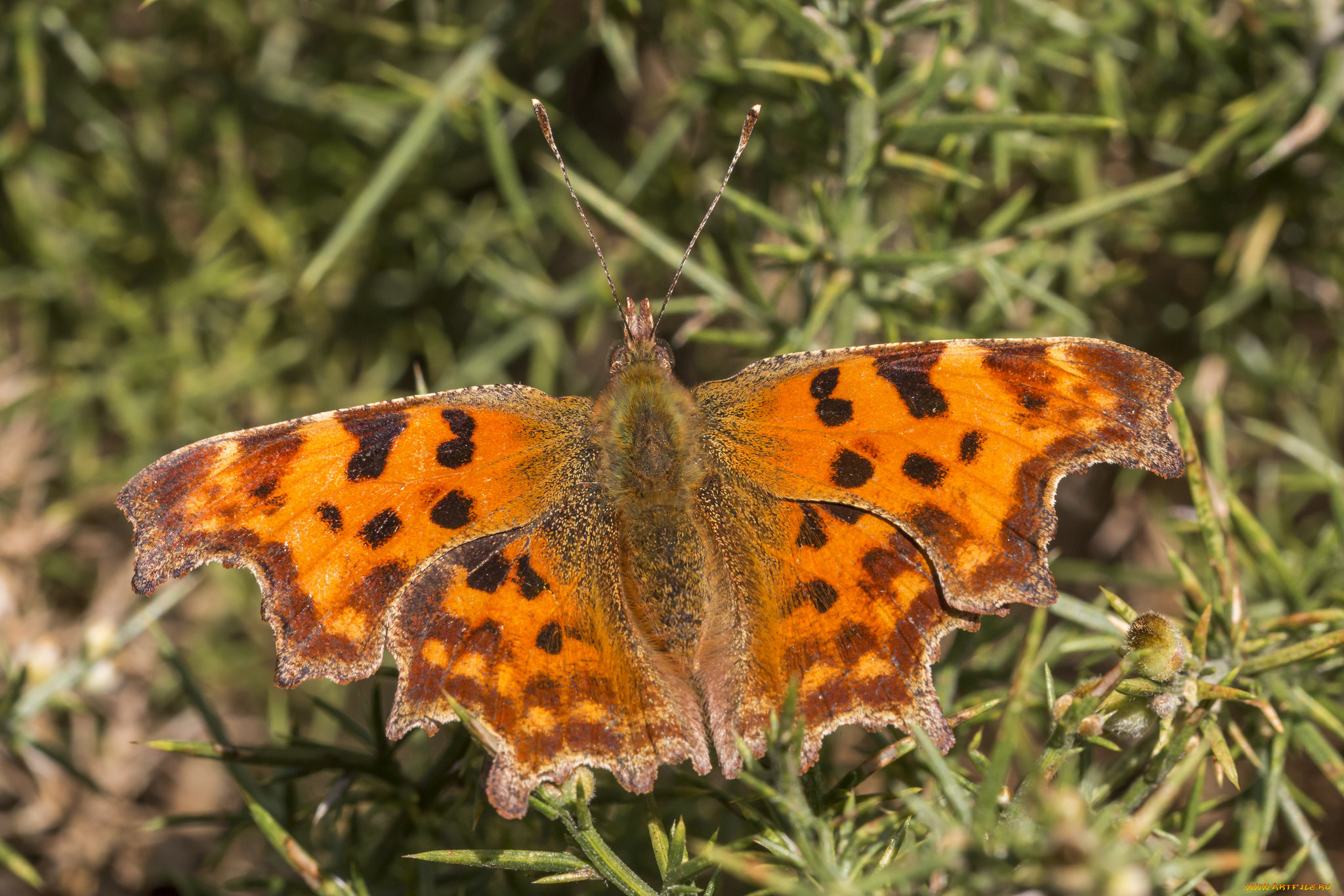 животные, бабочки, , мотыльки, , моли, бабочка