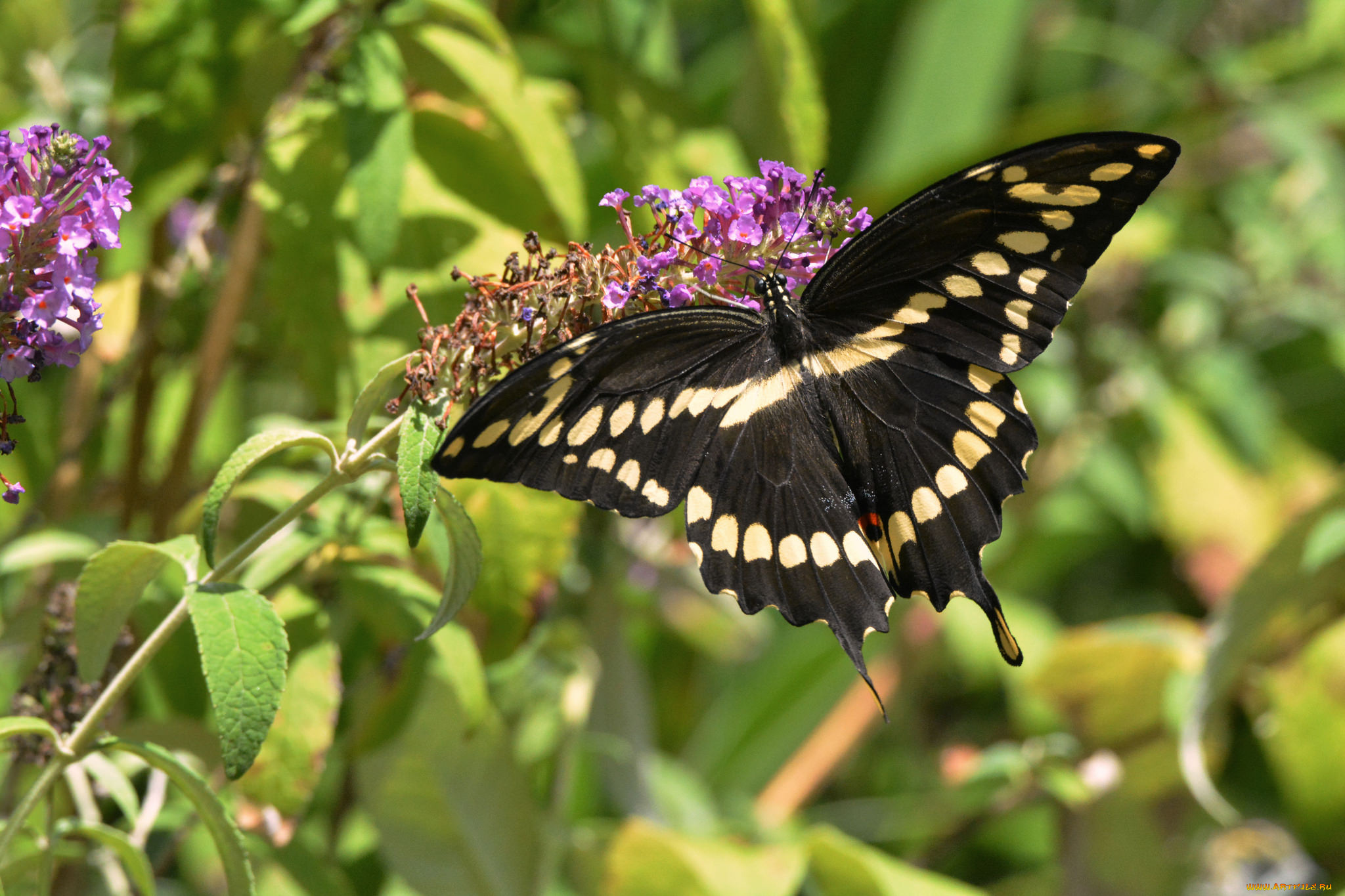 животные, бабочки, , мотыльки, , моли, бабочка