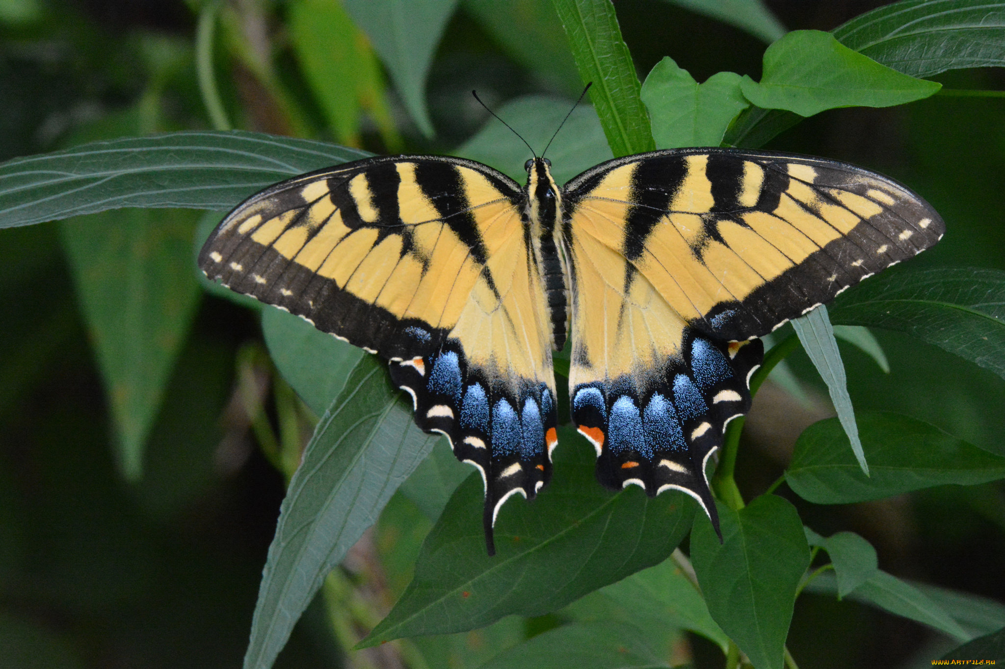 животные, бабочки, , мотыльки, , моли, бабочка