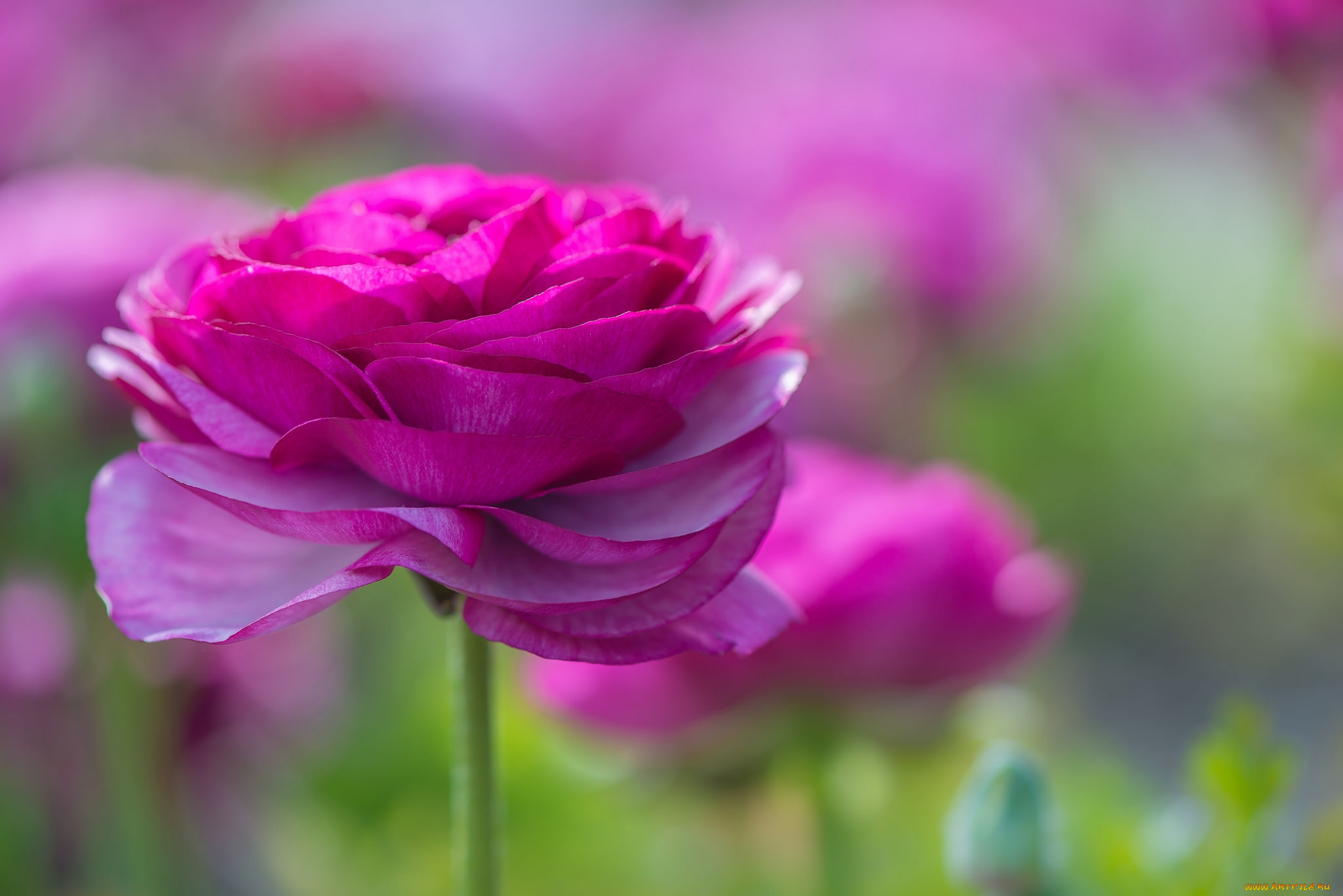 цветы, ранункулюс, , азиатский, лютик, розовый