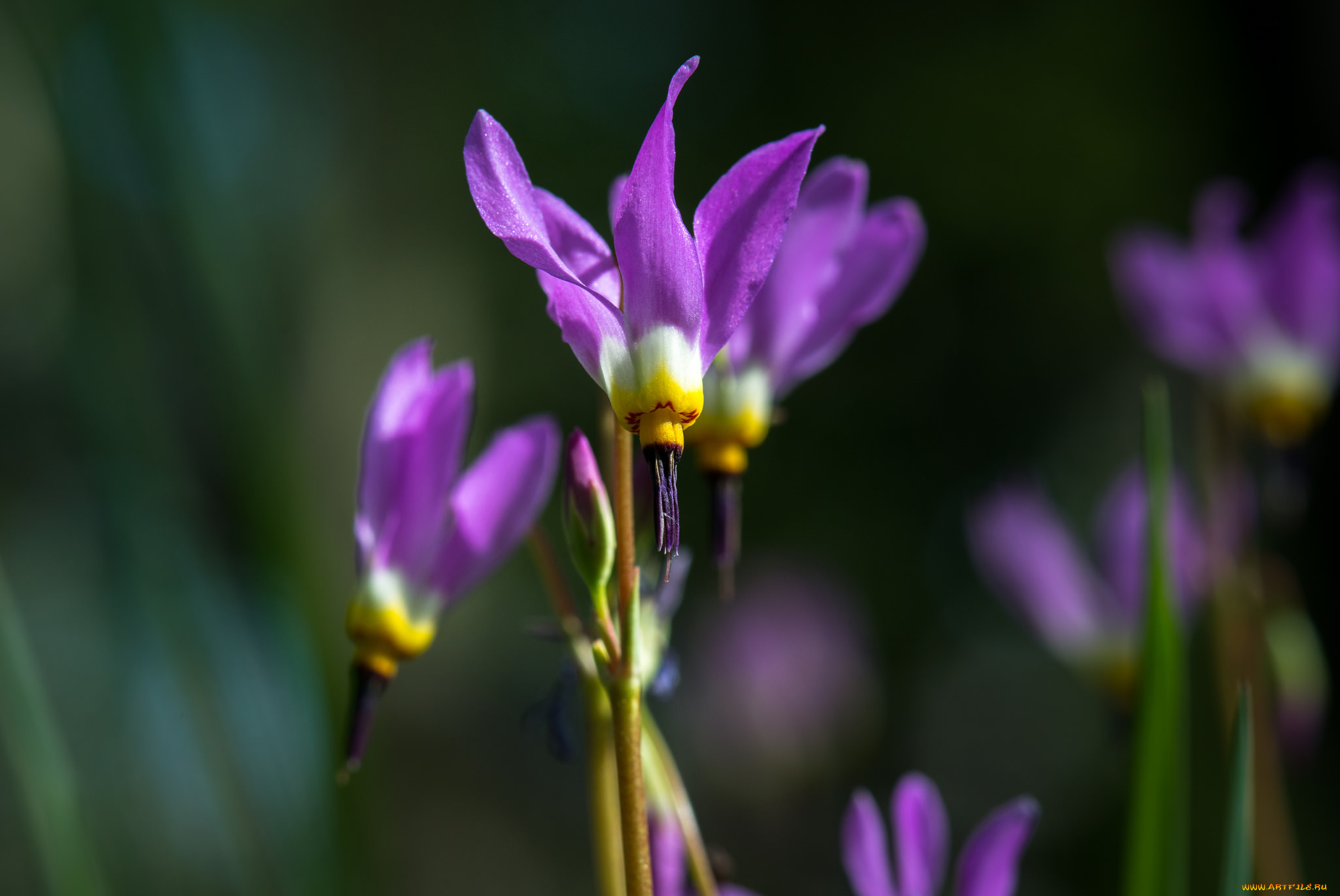 цветы, сиреневые, макро