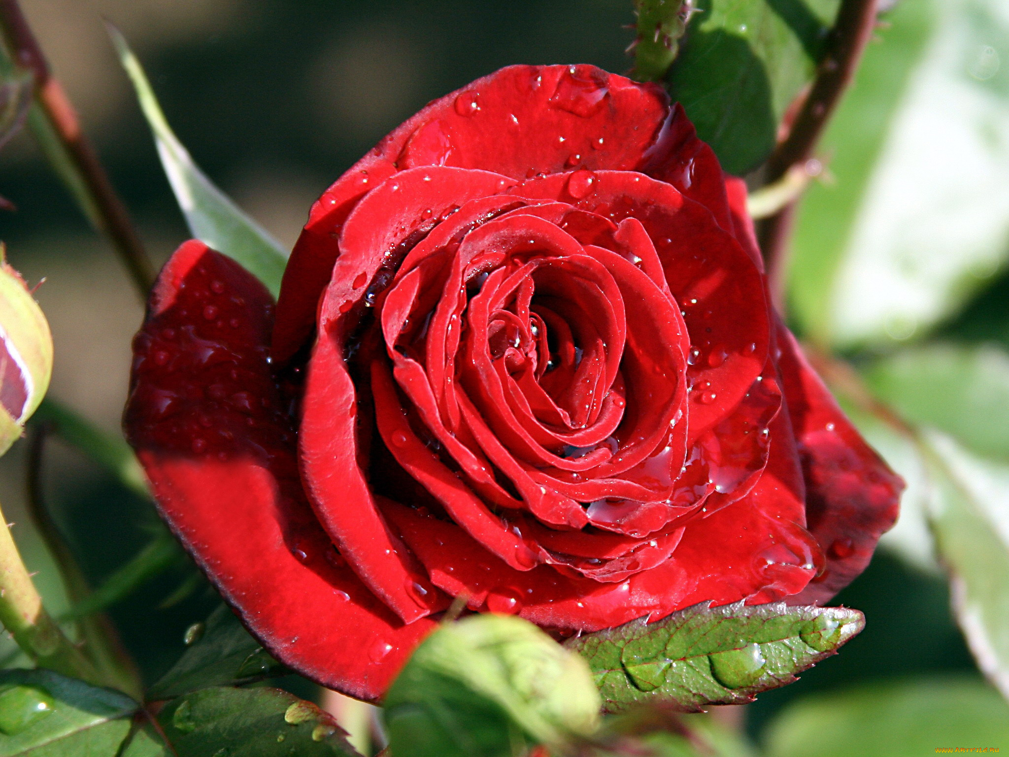 цветы, розы, капли