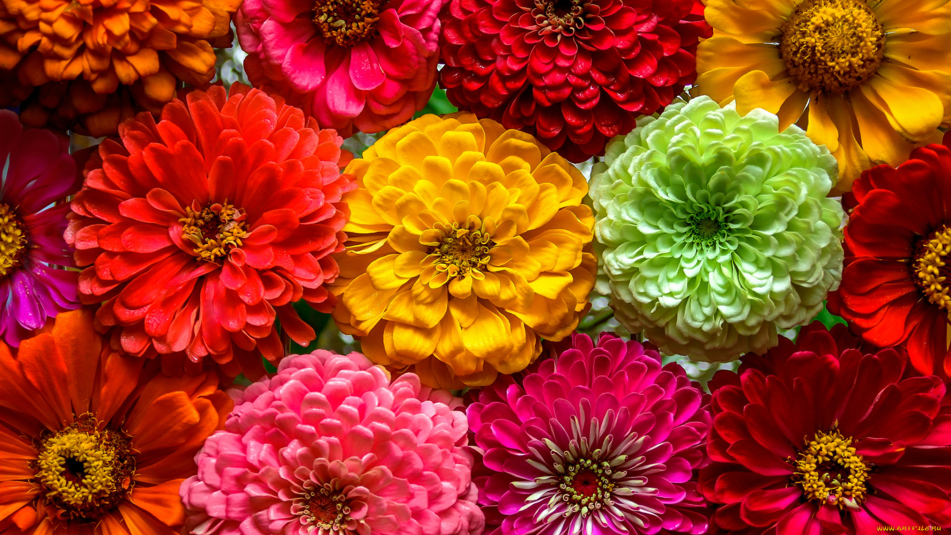цветы, цинния, разноцветные, много, макро