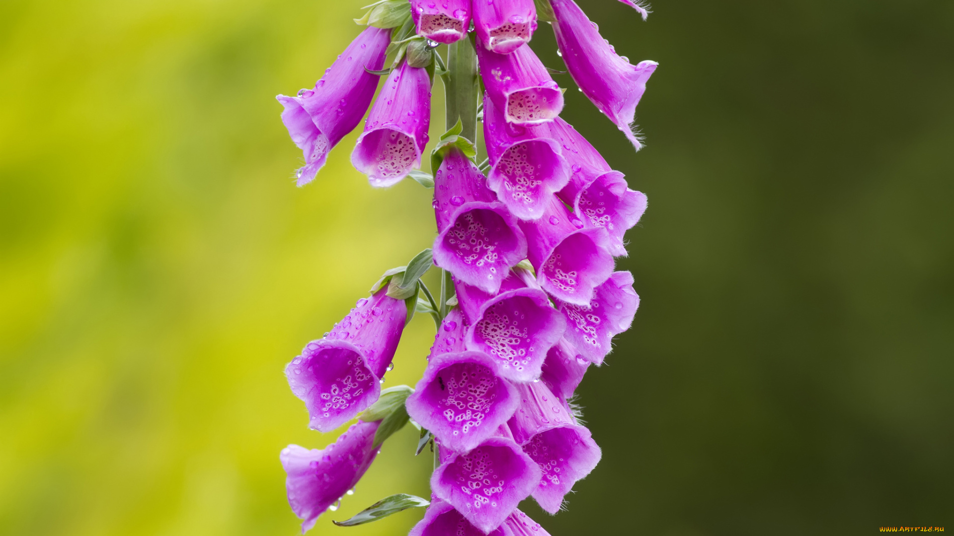 цветы, дигиталис, , наперстянка, фон, макро, дигиталис