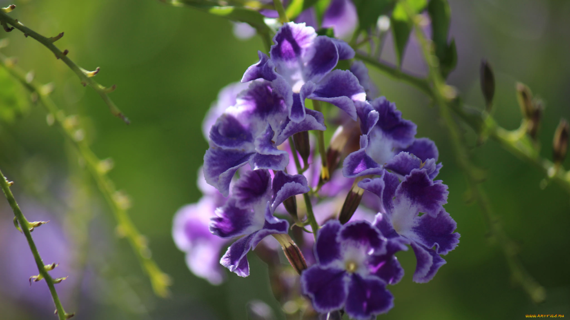 цветы, дуранта