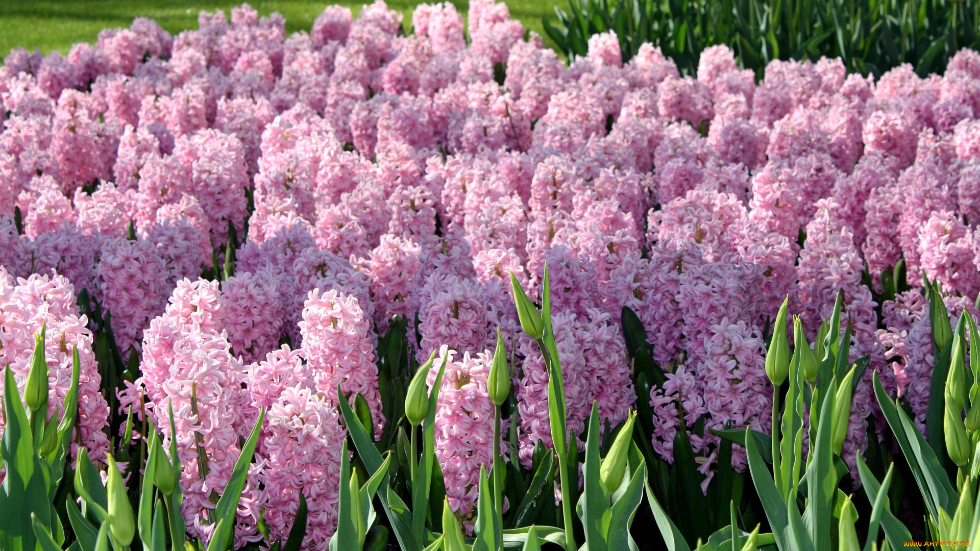 цветы, гиацинты, розовые, сад, keukenhof, gardens, нидерланды