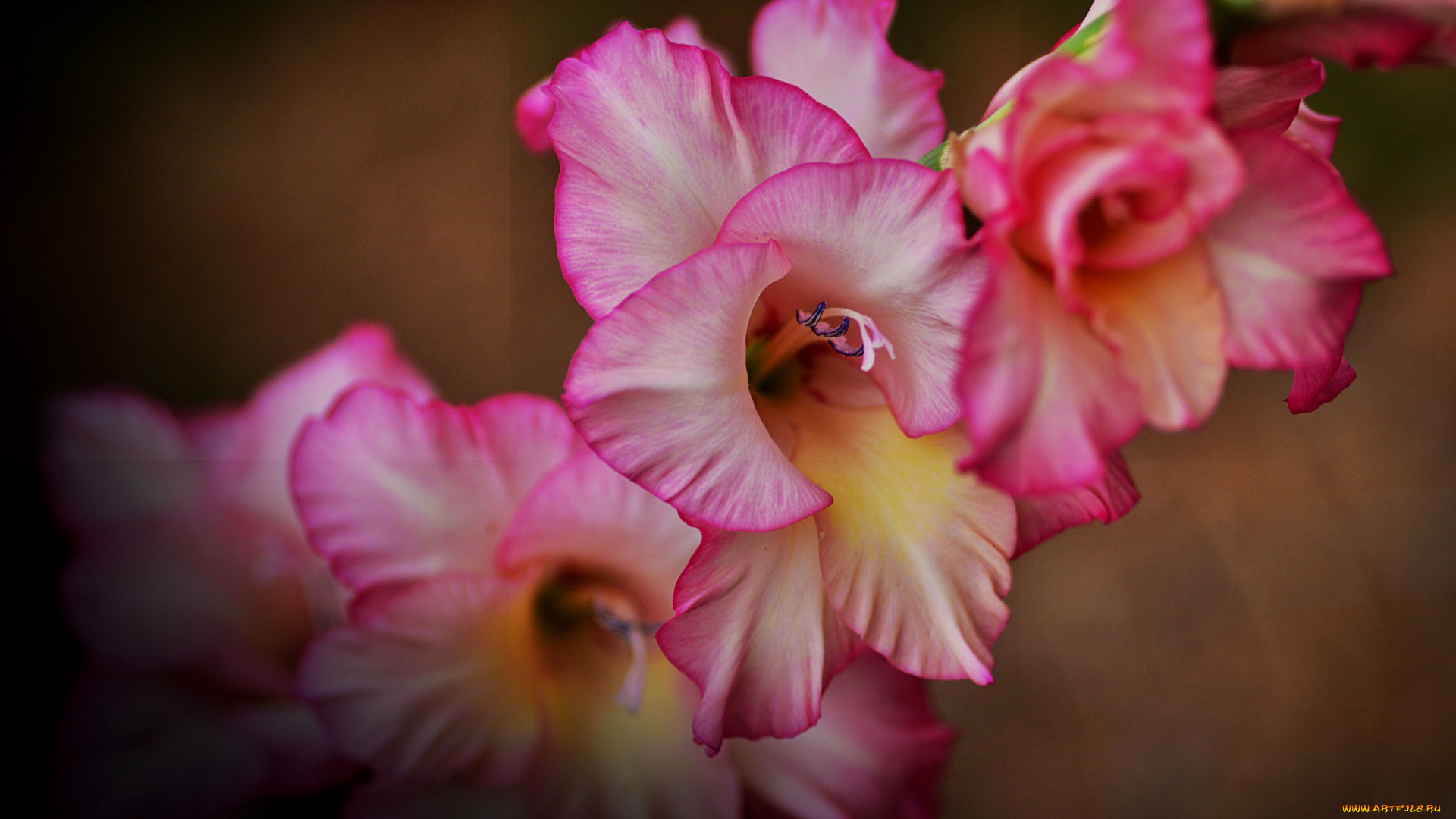 цветы, гладиолусы, гладиолус