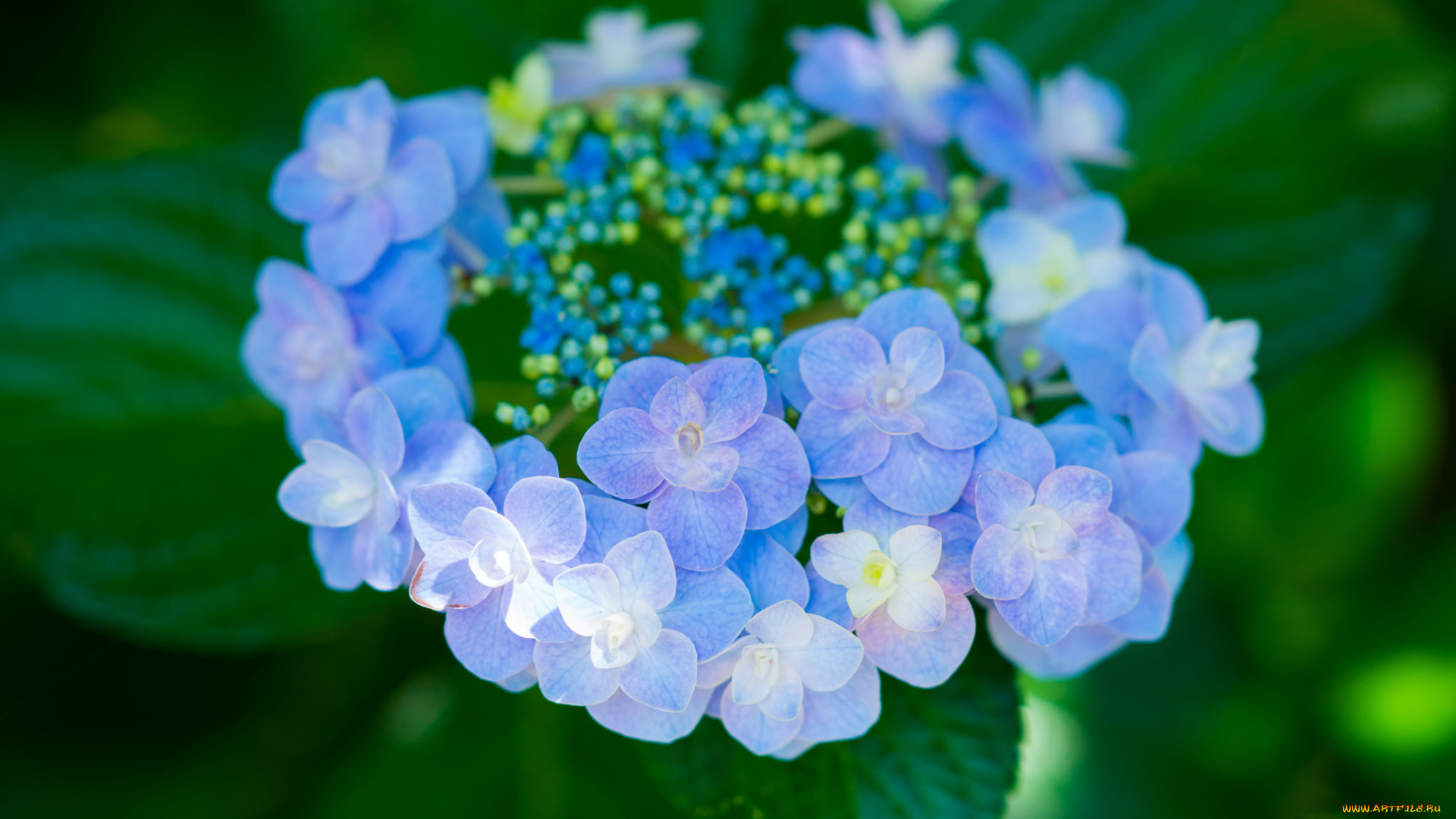 цветы, гортензия