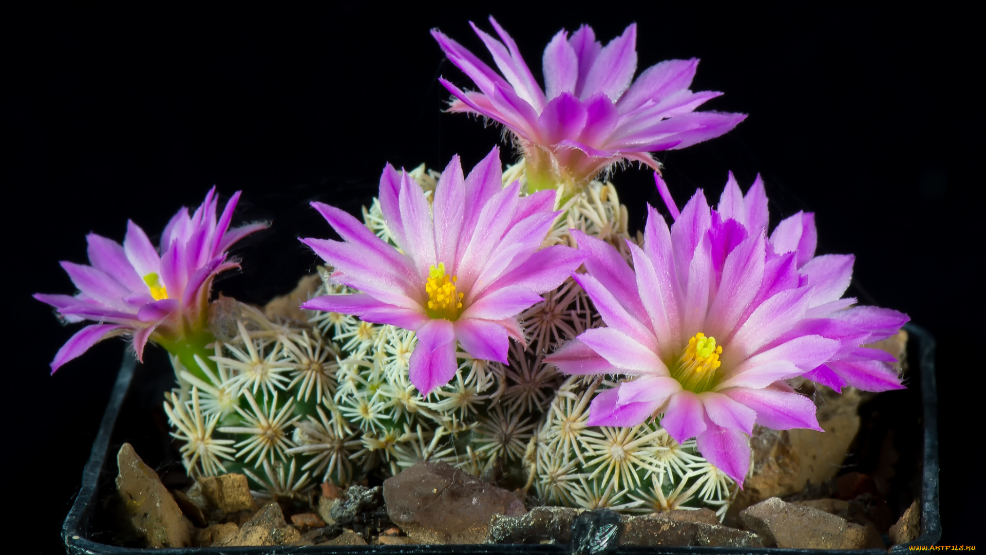 цветы, кактусы, цветок