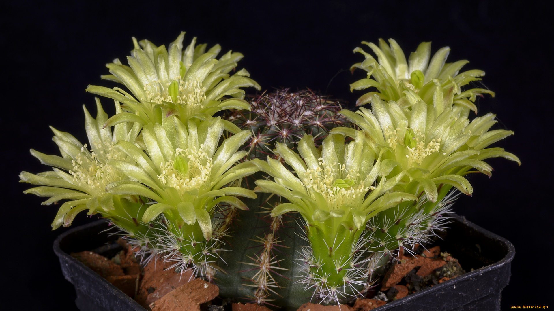 цветы, кактусы, цветок